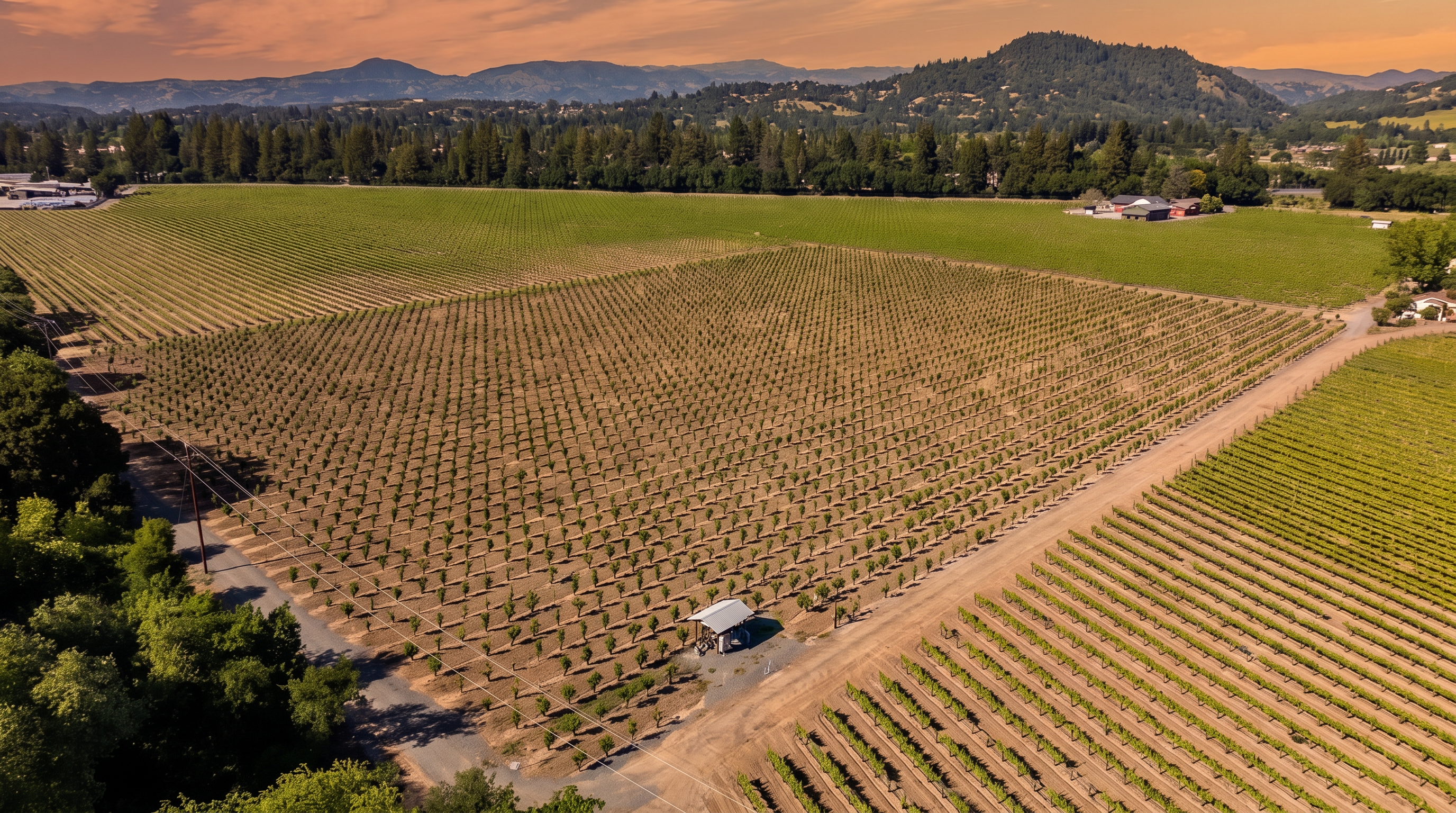 This high-angle aerial view captures a sprawling vineyard landscape set against a backdrop of rolling hills and a clear blue sky. The property features neatly organized rows of grapevines, a small utility structure, and a dirt access path winding through the fields. The expansive, sun-drenched terrain highlights the agricultural potential and scenic beauty of the estate.