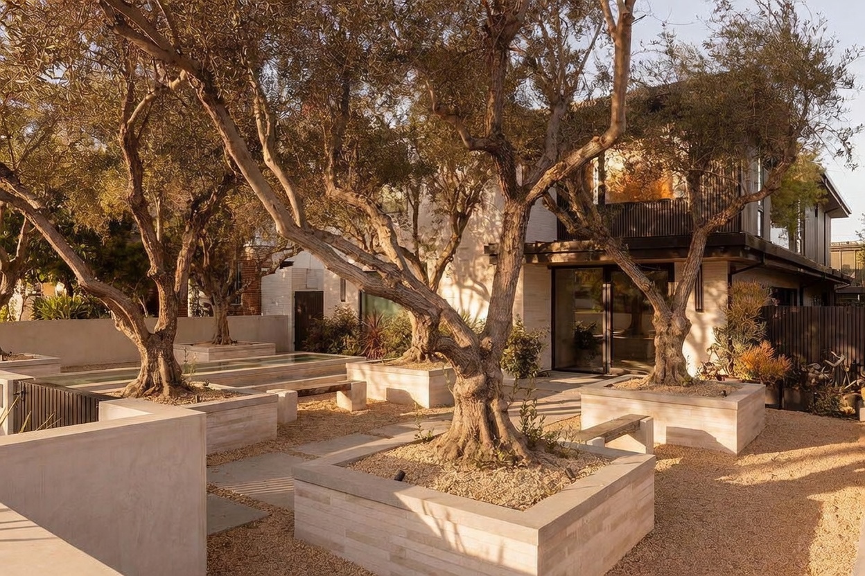 This sophisticated outdoor space features a series of raised stone planters housing mature olive trees, set against a modern home with light-colored masonry and dark metal accents. The ground is covered in fine gravel, punctuated by stone pavers that lead toward the residence's glass-walled entrance. The warm, golden-hour lighting enhances the serene, architectural aesthetic of this meticulously landscaped courtyard.