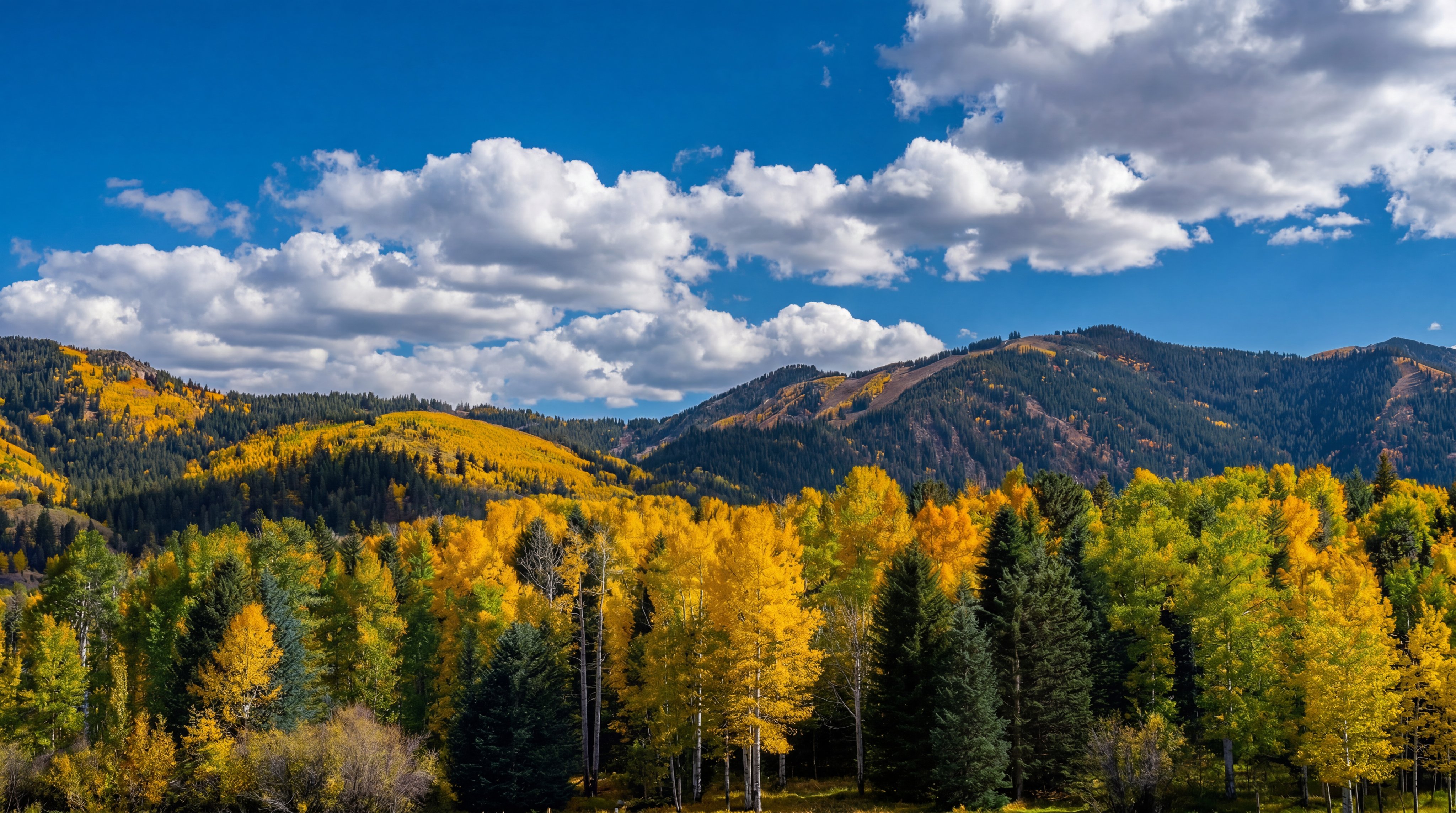 This scenic landscape shot captures a vibrant autumn forest in the foreground, characterized by brilliant yellow aspen trees contrasting with deep green conifers. In the background, a majestic mountain range rises under a expansive blue sky filled with fluffy, white cumulus clouds. The perspective is a wide-angle, elevated view that emphasizes the natural beauty and seasonal colors of the surrounding environment.