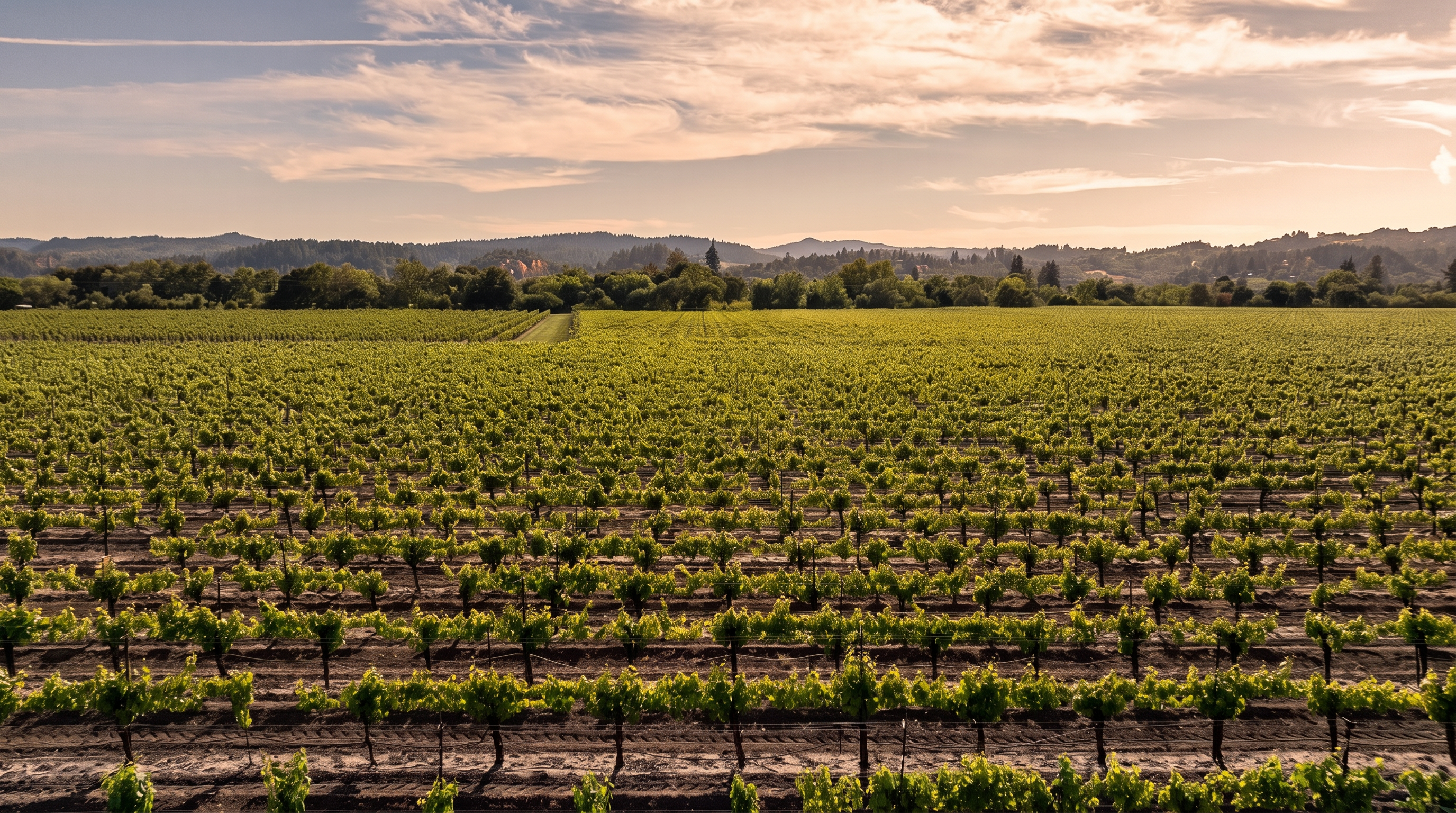 This expansive aerial view captures a vast, meticulously maintained vineyard stretching across the landscape toward a backdrop of rolling hills and a clear blue sky. The orderly rows of grapevines create a strong sense of depth and symmetry, highlighting the agricultural potential and scenic beauty of the property. The perspective provides a comprehensive look at the scale of the land, emphasizing its open, sun-drenched environment.