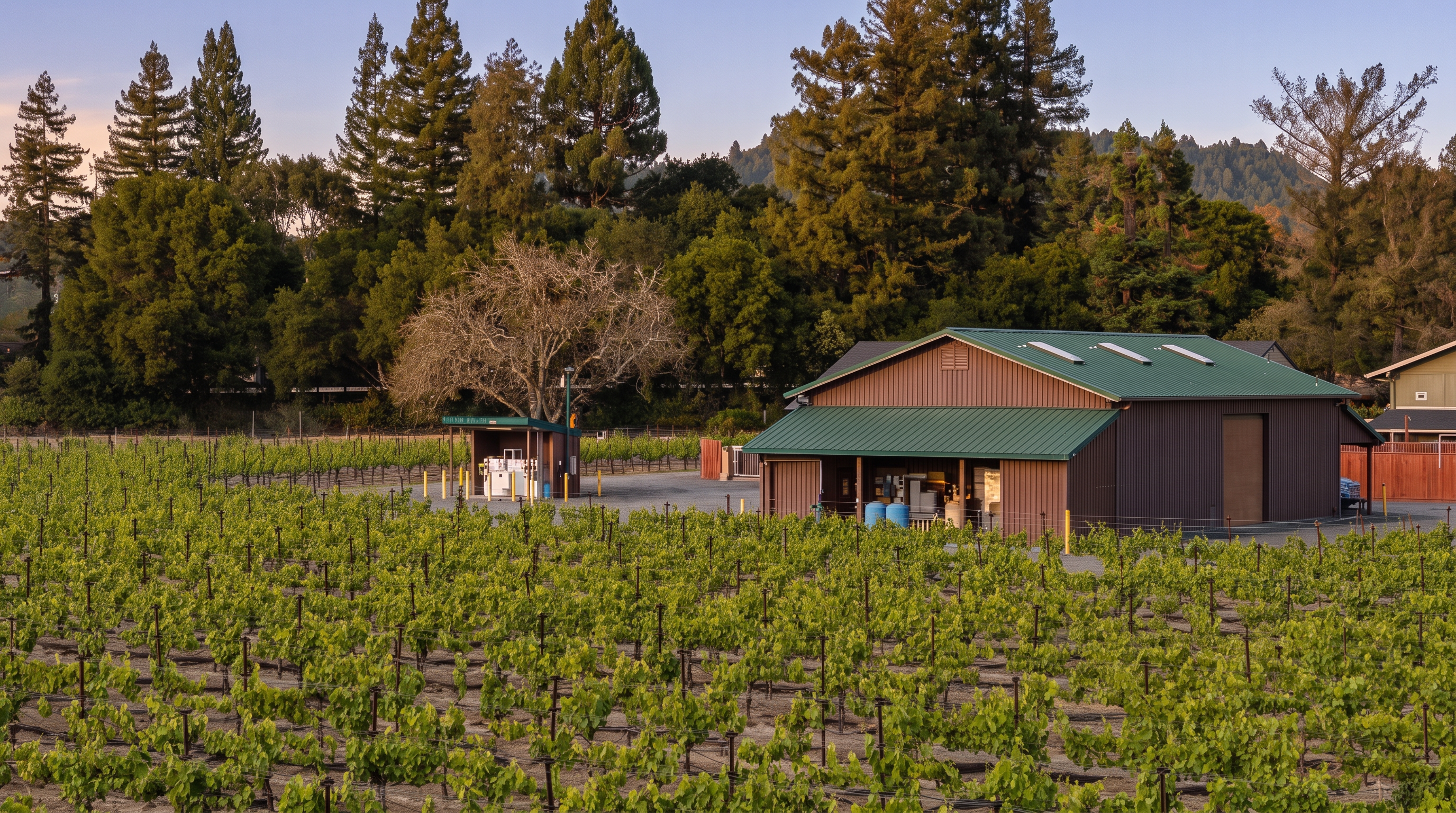 This image captures a sprawling vineyard landscape featuring a large, brown metal-sided barn with a green roof and a smaller matching utility structure. The foreground is filled with rows of lush green grapevines, while a dense backdrop of mature evergreen trees provides a natural, serene boundary. The perspective is a wide, elevated shot that emphasizes the agricultural scale and peaceful rural setting of the property.