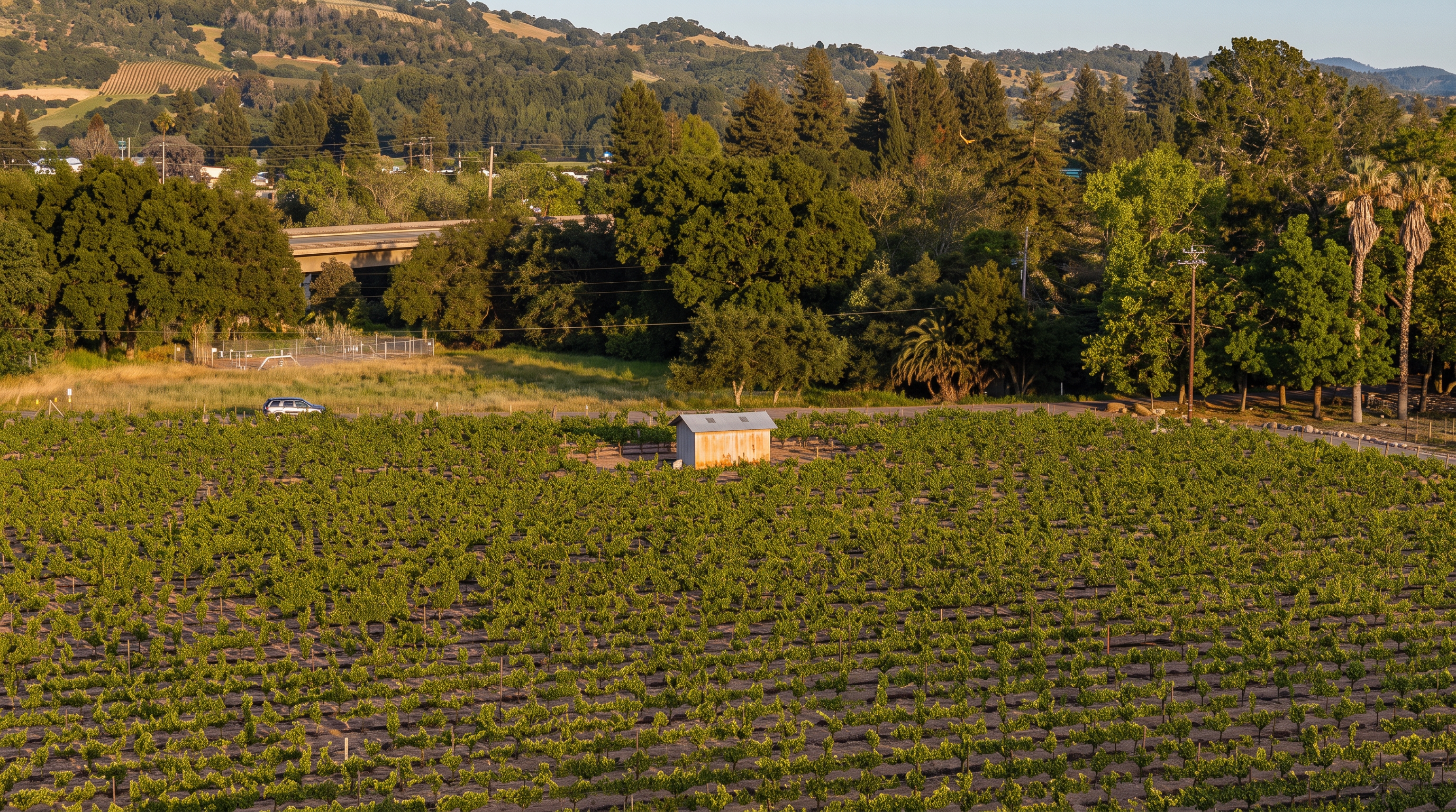 This high-angle aerial shot captures a sprawling vineyard landscape with neatly organized rows of grapevines stretching across the terrain. A small, simple shed sits centrally within the vineyard, while a paved road and a highway overpass are visible in the background, framed by lush green trees and rolling hills. The perspective provides a comprehensive view of the property's agricultural potential and its scenic, rural surroundings.