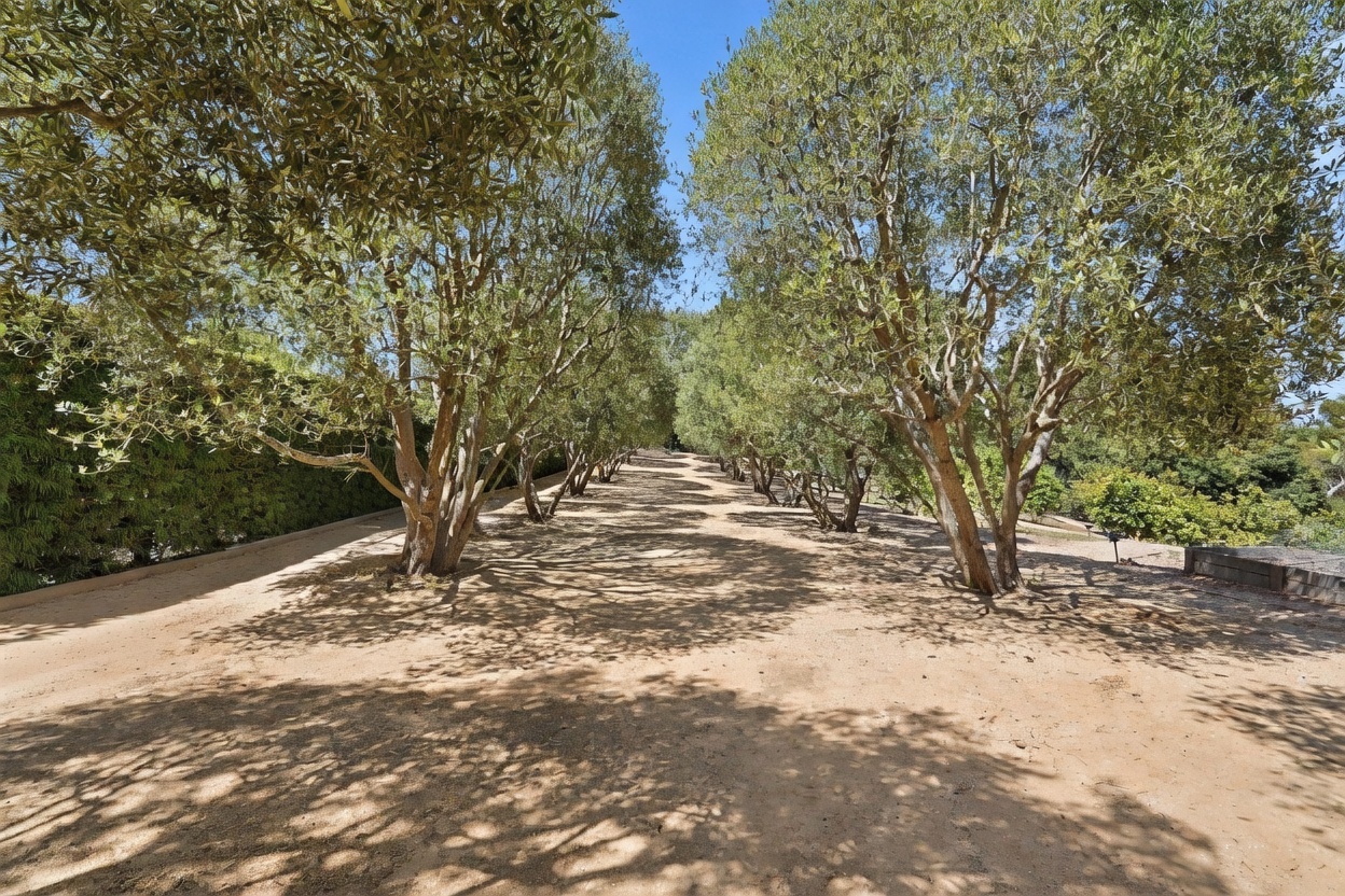 This image captures a serene, tree-lined pathway winding through a spacious outdoor area. Rows of mature olive trees create a natural canopy, casting dappled shadows across the dirt ground, while a dense green hedge borders the left side. The perspective looks down the length of the path, emphasizing the depth and peaceful, park-like atmosphere of the property.