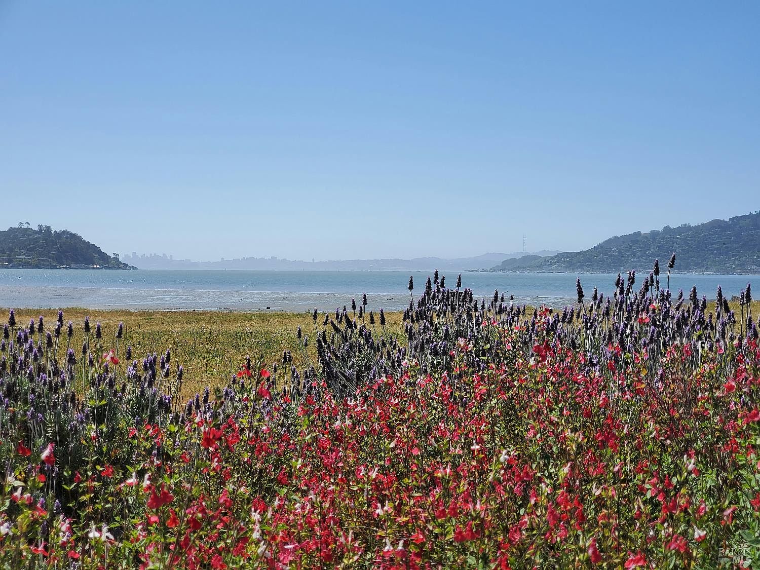 This scenic outdoor view features a vibrant foreground filled with purple lavender spikes and bright red sage flowers. Beyond the garden, a calm body of water stretches toward a distant, hazy shoreline under a clear blue sky. The perspective is captured from a low angle, emphasizing the lush floral landscape against the expansive coastal horizon.