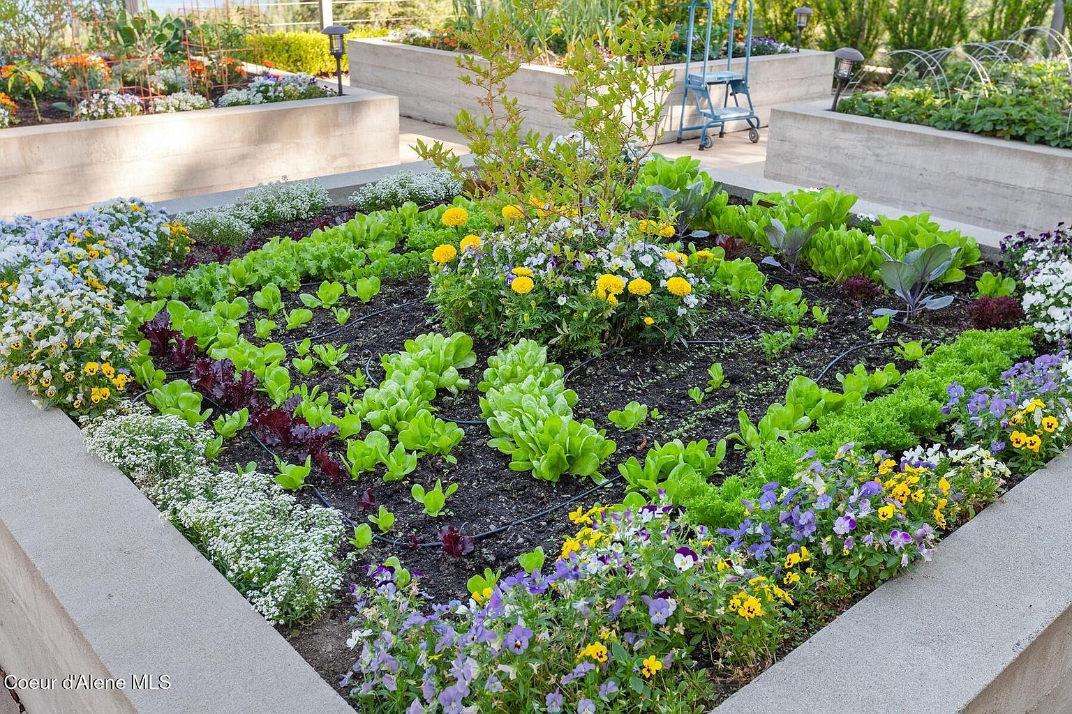 This image showcases a meticulously maintained raised garden bed, filled with a variety of leafy greens, colorful flowers, and herbs. The garden is enclosed by a concrete border, adding a modern touch to the natural setting. The overall impression is one of a well-cared-for and productive outdoor space, perfect for a home gardener.