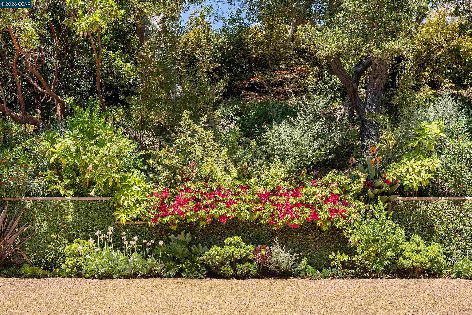 This vibrant garden scene features a lush, tiered landscape filled with a variety of green shrubs, succulents, and a prominent hedge of bright red bougainvillea. The foreground consists of a clean, light-colored gravel area, providing a neutral base that contrasts with the dense, colorful foliage behind it. The perspective is a straight-on, eye-level shot that captures the depth and texture of the well-maintained garden beds.