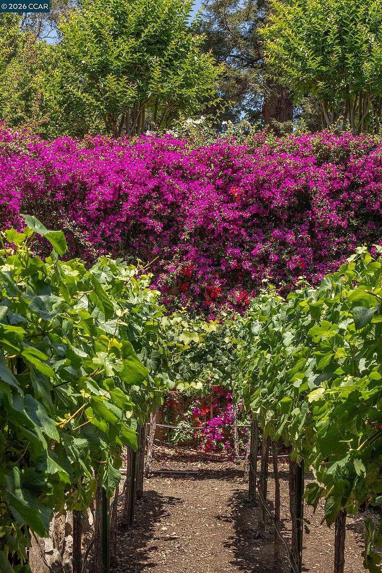 A vibrant garden path is framed by two rows of lush grapevines, leading toward a dense, blooming wall of magenta bougainvillea. The scene captures a serene, sun-drenched outdoor space with a natural dirt walkway and mature greenery overhead. The perspective is a straight-on, eye-level shot that emphasizes the depth and lush, colorful landscaping of the property.