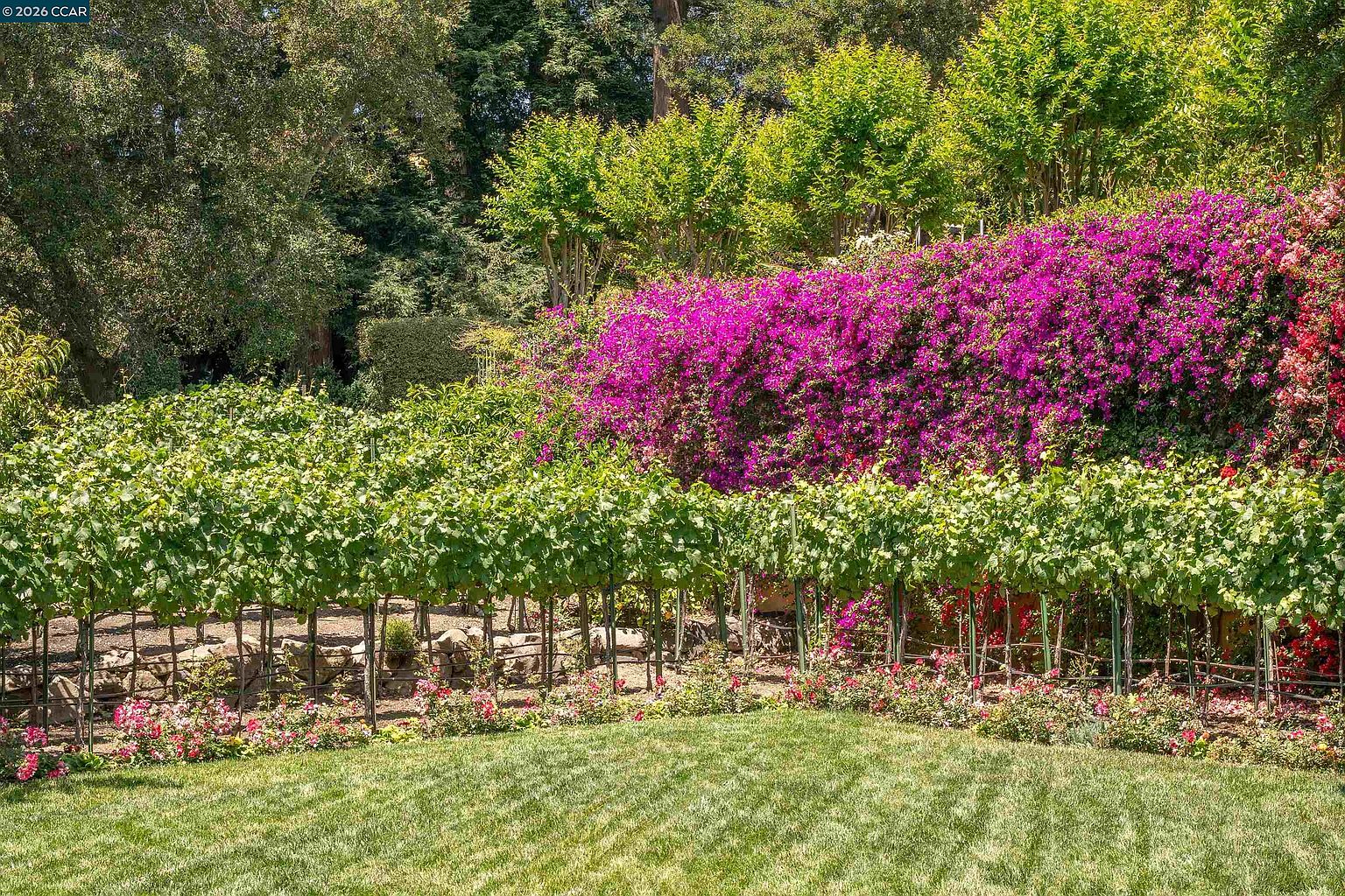 This lush, well-manicured garden features a vibrant row of magenta bougainvillea climbing a trellis behind a neatly maintained vineyard. A foreground of green lawn is bordered by a low stone wall and a variety of small, colorful flowering shrubs. The scene is captured from a ground-level perspective, emphasizing the layered textures of the foliage and the peaceful, private atmosphere of the outdoor space.