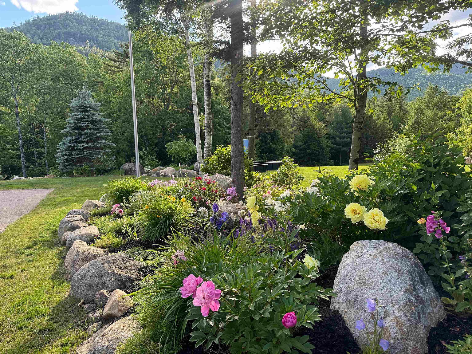 This vibrant garden bed features a lush collection of blooming peonies, foxgloves, and various perennials nestled among large, natural boulders. The foreground showcases a well-maintained landscape design, while the background reveals a scenic view of a forested mountain slope under a bright, sunny sky. The perspective is a low-angle, eye-level shot that emphasizes the rich textures and colors of the flora against the natural mountain backdrop.