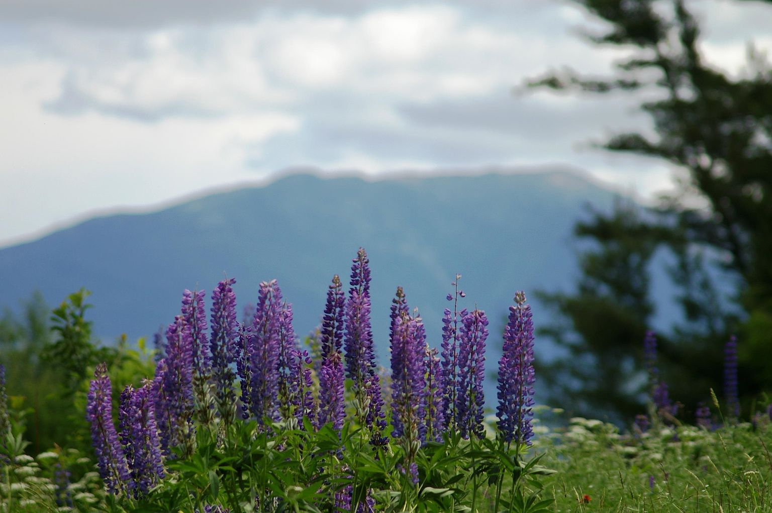 This scenic outdoor view features a vibrant cluster of purple lupine flowers in the foreground, set against a soft-focus backdrop of rolling mountains and a cloudy sky. The composition creates a serene, natural atmosphere, highlighting the lush landscape and expansive horizon. The perspective is low and intimate, emphasizing the texture of the wildflowers while framing the distant mountain range.