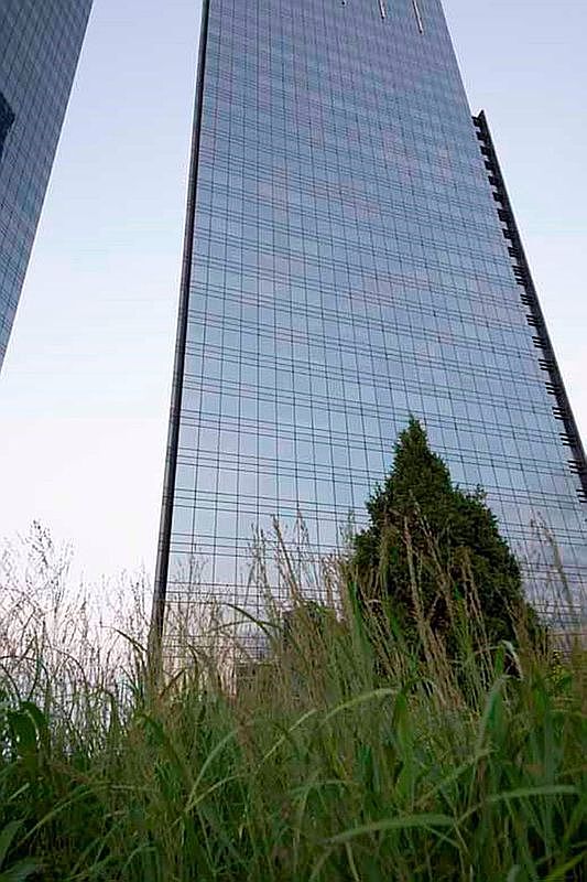 This low-angle shot captures the towering, glass-clad facade of a modern skyscraper, emphasizing its verticality and sleek architectural design. In the foreground, a patch of wild, unkempt grass and a dense evergreen tree provide a stark, natural contrast to the rigid, geometric lines of the building. The perspective creates a sense of scale, highlighting the juxtaposition between urban development and untamed nature.