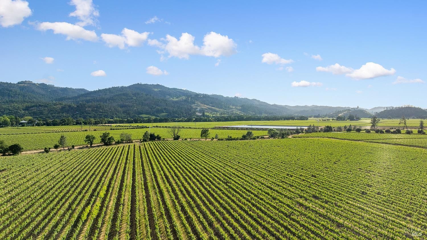 This aerial shot showcases a vast vineyard with rows of grapevines stretching across the landscape, set against a backdrop of rolling hills and a clear blue sky with scattered clouds. The scene evokes a sense of tranquility and agricultural abundance, highlighting the property's potential for wine production or scenic enjoyment.
