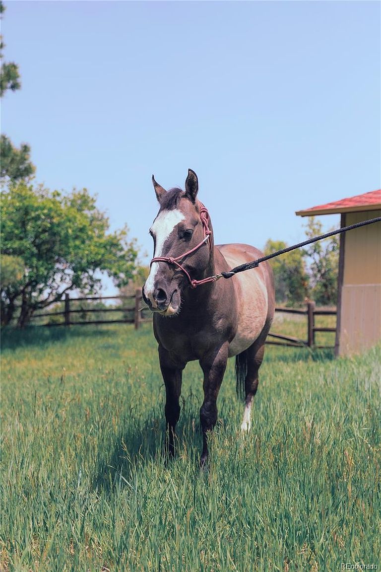 The image showcases a horse standing in a lush, green yard. The horse is brown and white with a rope halter. In the background, there's a wooden fence, trees, and a small building, suggesting a rural or semi-rural setting. The overall impression is peaceful and pastoral.