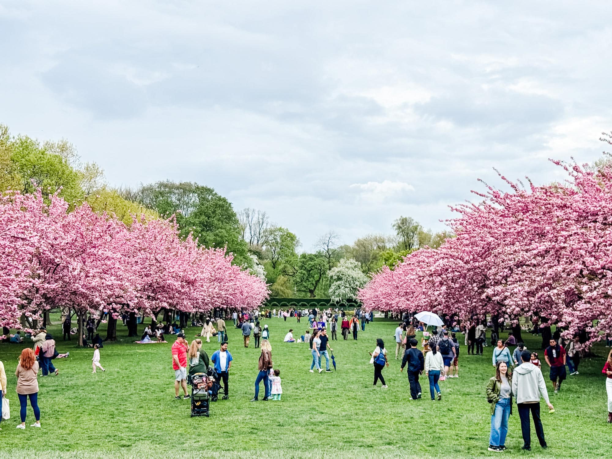 This image showcases a vibrant park scene filled with people enjoying the outdoors during cherry blossom season. Rows of cherry trees with pink blossoms line the green lawn, creating a picturesque and inviting environment. The scene suggests a desirable community amenity that adds beauty and recreational value to the area.