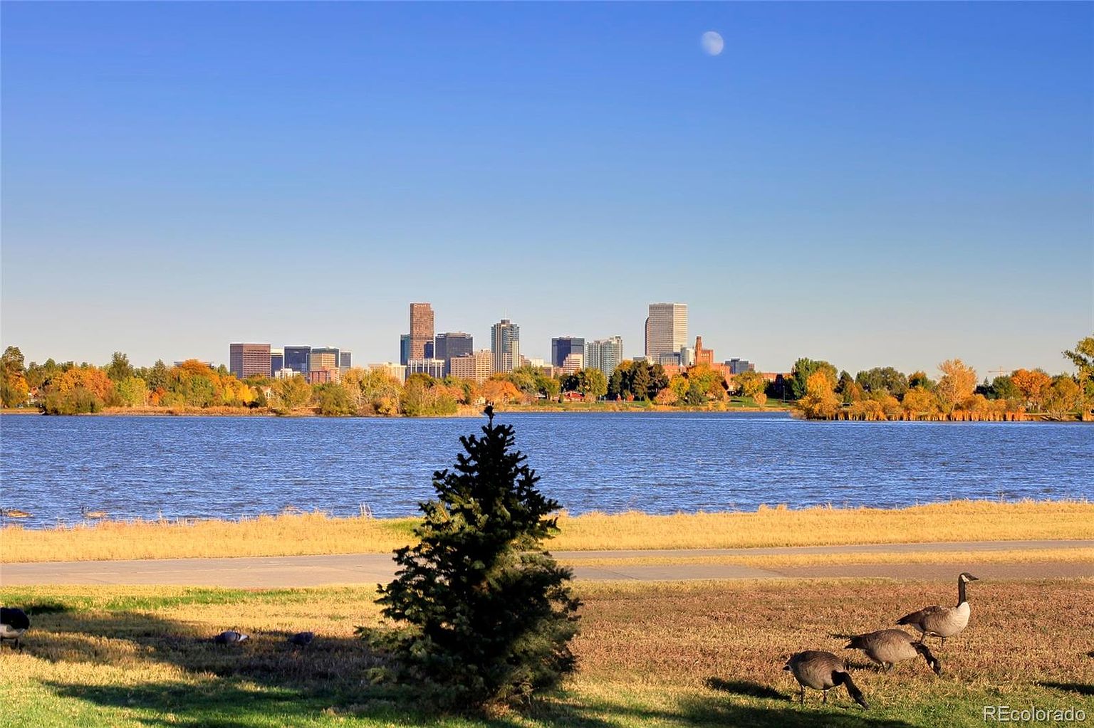 This scenic view showcases a tranquil lake with the Denver skyline in the background, creating a picturesque urban oasis. Geese graze on the grassy shore in the foreground, adding a touch of nature to the scene. The image conveys a sense of peaceful community and access to outdoor recreation.
