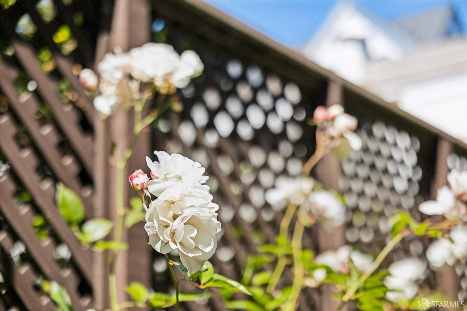 A close-up, shallow depth-of-field shot captures delicate white roses in full bloom against a dark brown wooden lattice fence. The soft focus on the background highlights the texture of the garden structure while keeping the foreground flowers in sharp detail. This image evokes a peaceful, well-maintained outdoor atmosphere, suggesting a charming and private garden space.