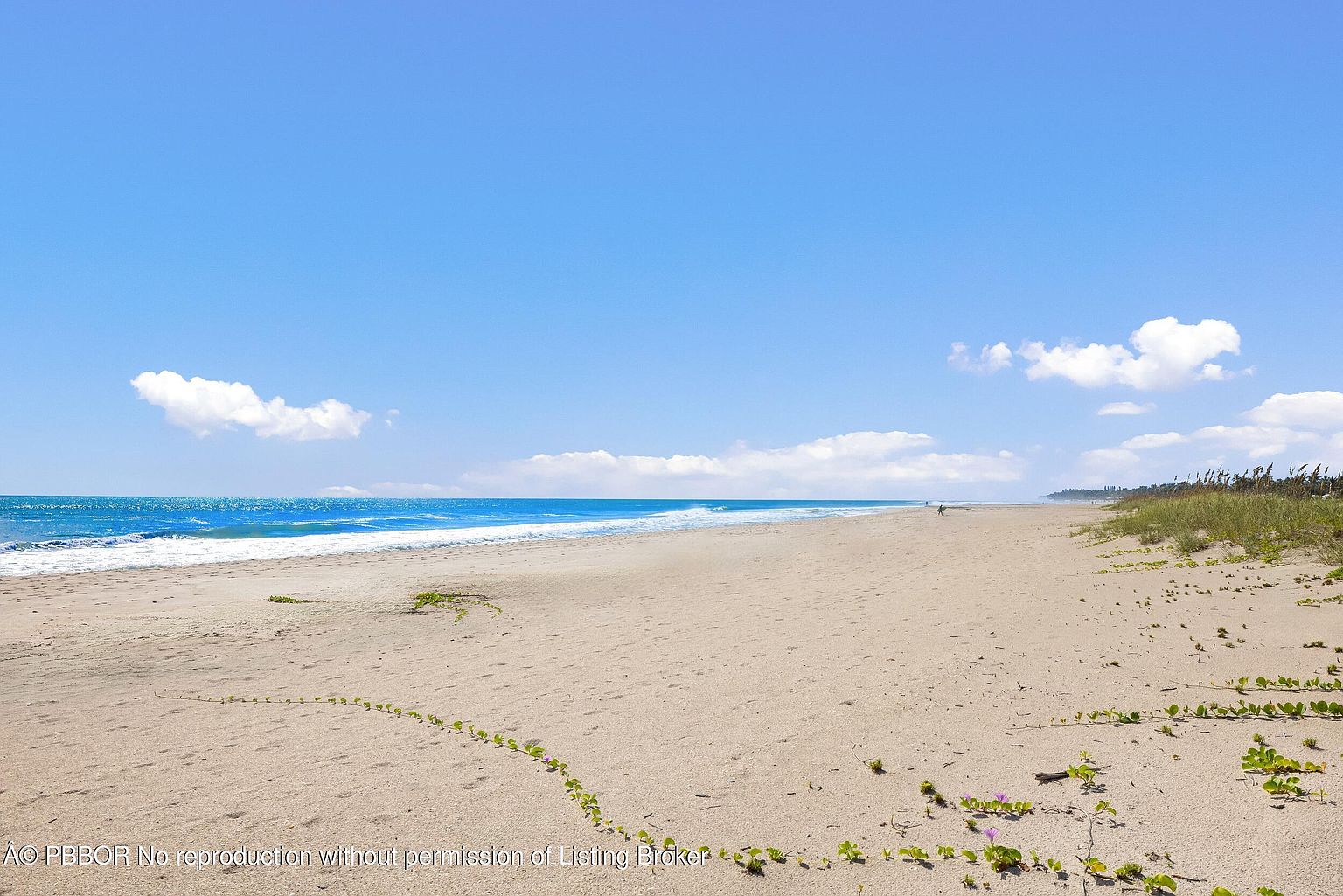 The image showcases a serene beach scene under a clear blue sky with scattered clouds. The sandy beach stretches into the distance, meeting the ocean with gentle waves. Vegetation, including dune grass and flowering plants, lines the edge of the beach, adding a touch of natural beauty.