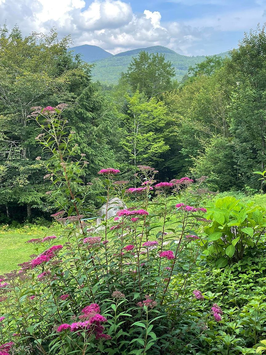 This scenic outdoor view features a vibrant foreground of blooming pink spirea flowers set against a lush, green landscape. In the background, rolling mountains rise under a bright, partly cloudy sky, creating a serene and picturesque setting. The perspective is eye-level, capturing the natural beauty and tranquil atmosphere of the property's grounds.