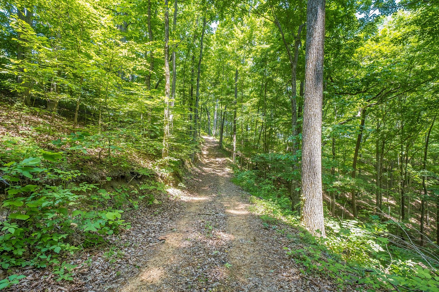 The image showcases a natural, wooded area, likely part of a property's yard or garden. A dirt path winds through the trees, covered in fallen leaves, suggesting a tranquil and private setting. The lush green foliage creates a sense of seclusion and connection with nature, highlighting the property's outdoor appeal.