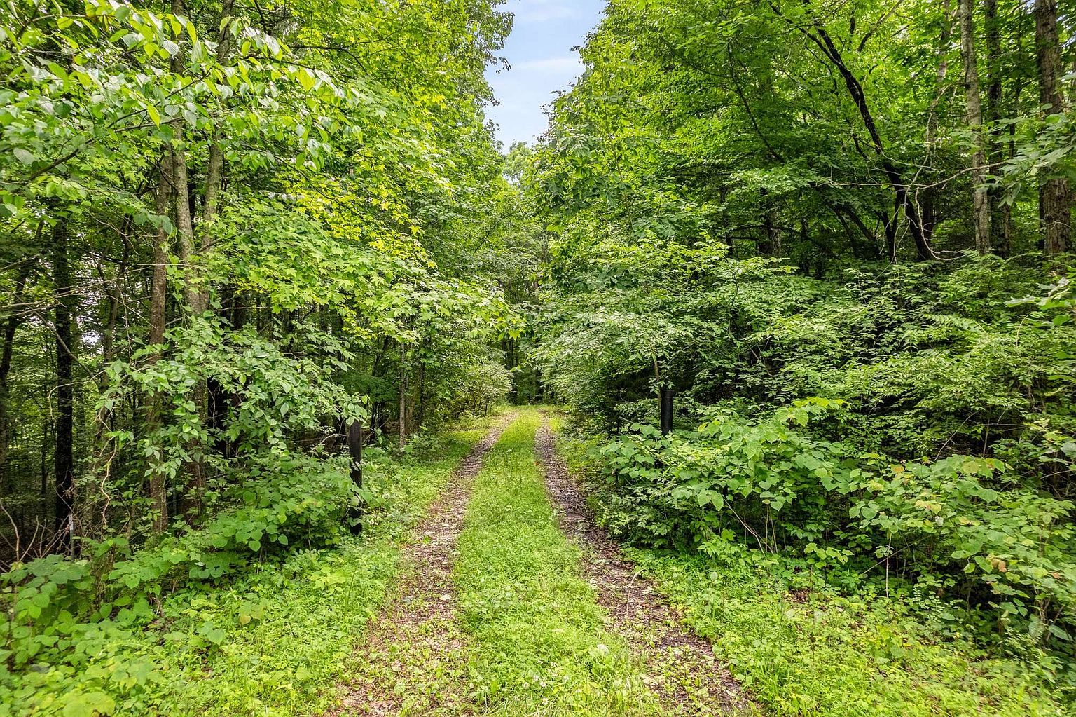 The image showcases a lush, green pathway winding through a dense forest. The path is lined with vibrant green foliage and tall trees, creating a serene and natural setting. This scene evokes a sense of privacy and tranquility, ideal for a property with extensive grounds or access to nature trails.