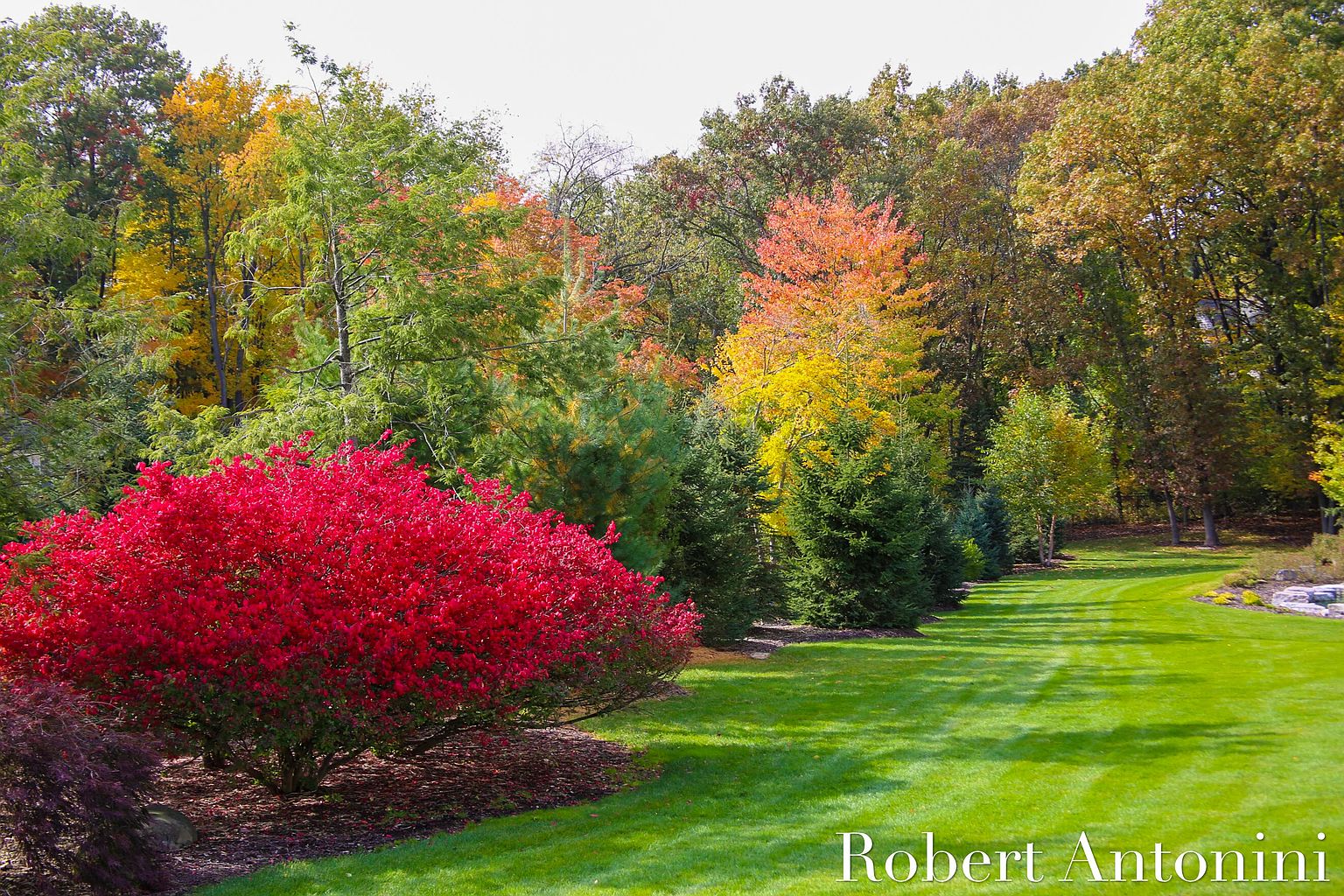 This image showcases a meticulously maintained yard and garden, highlighting vibrant fall foliage. A bright red bush stands out against the lush green lawn, with a backdrop of trees displaying various shades of green, yellow, and orange. The scene evokes a sense of tranquility and natural beauty, emphasizing the property's outdoor appeal.