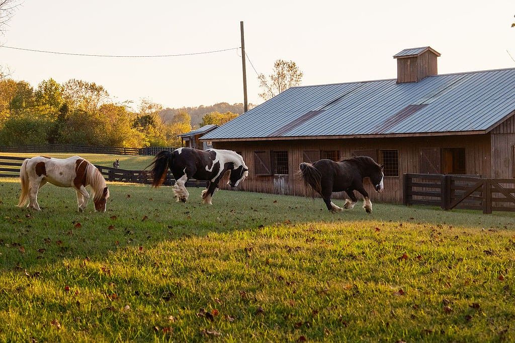 This exterior shot showcases a well-maintained yard with horses grazing in front of a rustic barn. The scene is bathed in warm sunlight, highlighting the lush green grass and the natural beauty of the property. The barn's design adds a charming, rural aesthetic, making it an appealing feature for potential buyers seeking a country estate.