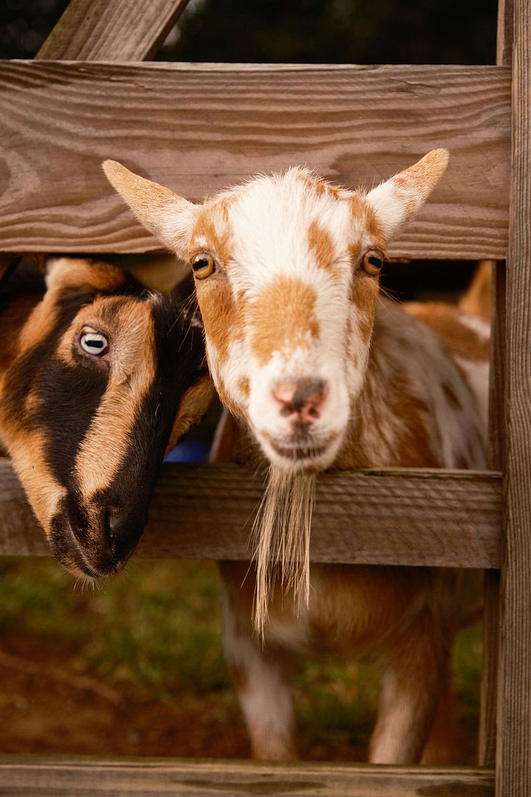 Two goats are peering through a wooden fence. One goat is brown and black, while the other is white and tan with a long beard. The image is a close-up shot, focusing on the goats' faces and the texture of the wooden fence, creating a charming and rustic feel.