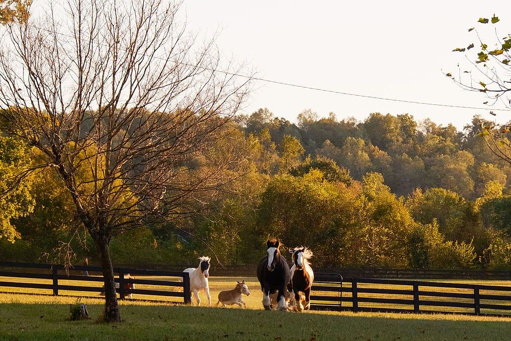 This image showcases a picturesque yard with a wooden fence and several horses grazing in the field. A large, bare tree stands prominently in the foreground, adding character to the landscape. The background features a lush forest, creating a serene and natural setting, ideal for a property seeking to highlight its outdoor space and connection to nature.