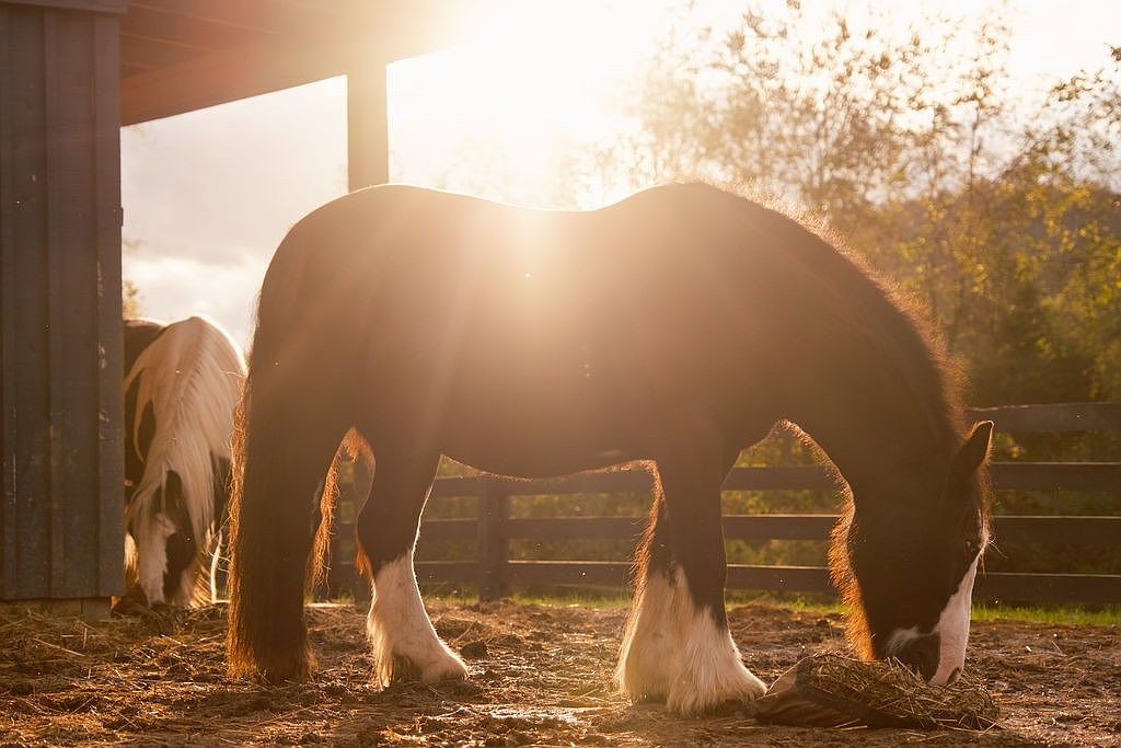 The image showcases a serene yard or garden setting with two horses grazing near a wooden fence and a barn structure. The warm sunlight bathes the scene, creating a golden hue and highlighting the natural textures of the horses' coats and the surrounding foliage. The overall impression is one of tranquility and rustic charm, suggesting a peaceful rural property.