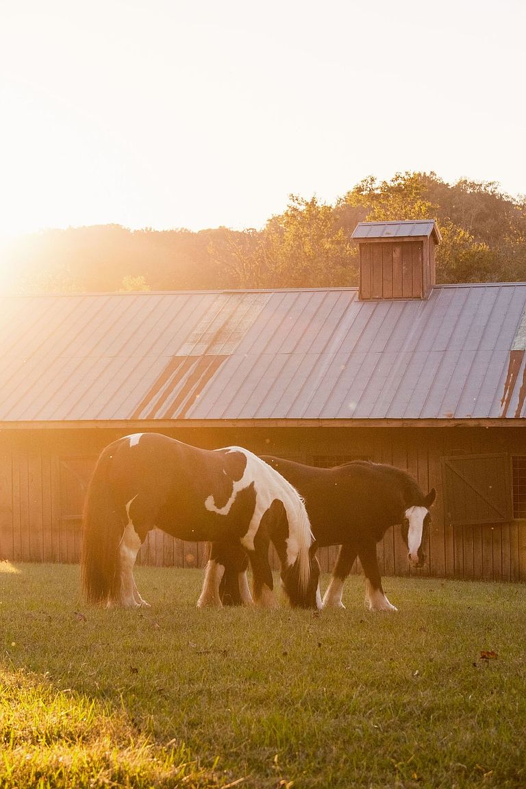This exterior shot showcases a rustic barn with two horses grazing peacefully in the foreground. The warm sunlight bathes the scene, highlighting the lush green grass and the weathered wood of the barn. The image evokes a sense of tranquility and rural charm, perfect for a property listing emphasizing a connection with nature.