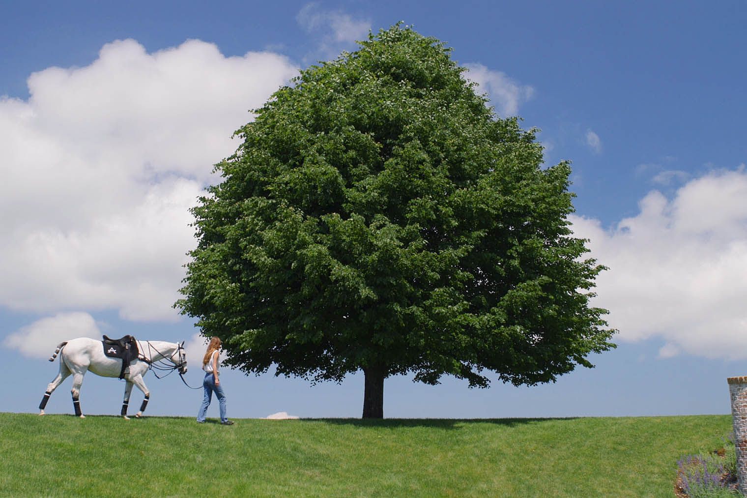 This image showcases a lush, green yard with a large, mature tree as a focal point. A white horse and a person are walking on the grass, adding a sense of scale and activity. The clear blue sky with scattered clouds creates a serene and inviting atmosphere, suggesting a spacious and well-maintained property.