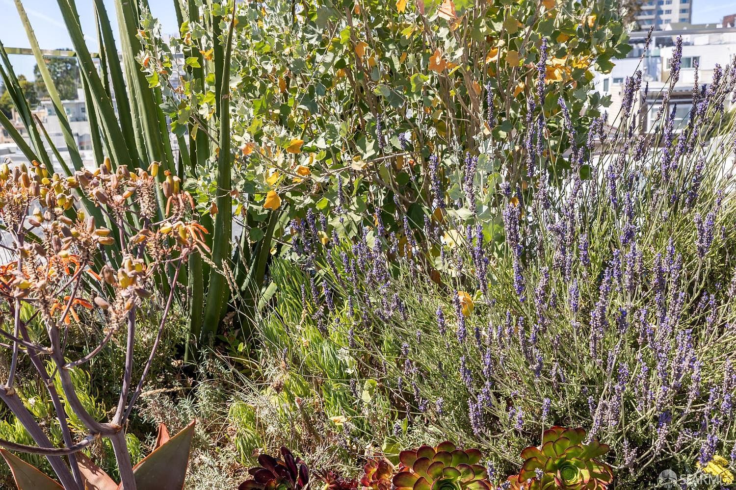 This image captures a lush, sun-drenched rooftop garden featuring a diverse collection of plants, including tall, spiky succulents, vibrant purple lavender, and leafy shrubs. The perspective is a close-up, eye-level shot that highlights the textures and colors of the foliage against a bright, clear sky. In the background, hints of urban architecture suggest a modern city setting, creating a peaceful oasis feel.
