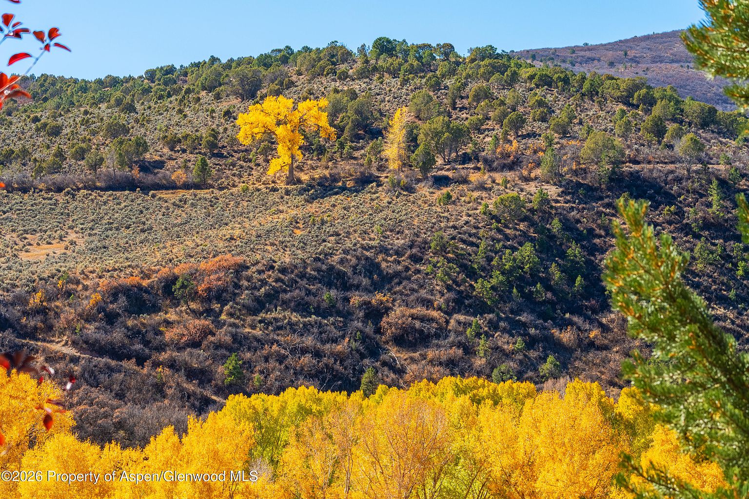 This scenic landscape view captures a rolling hillside covered in a mix of evergreen trees and vibrant autumn foliage. A prominent, bright yellow tree stands out on the slope, contrasting with the muted tones of the surrounding brush and the deep green of the pines. The perspective is elevated, looking out over the natural terrain, emphasizing the expansive and tranquil setting of the property.