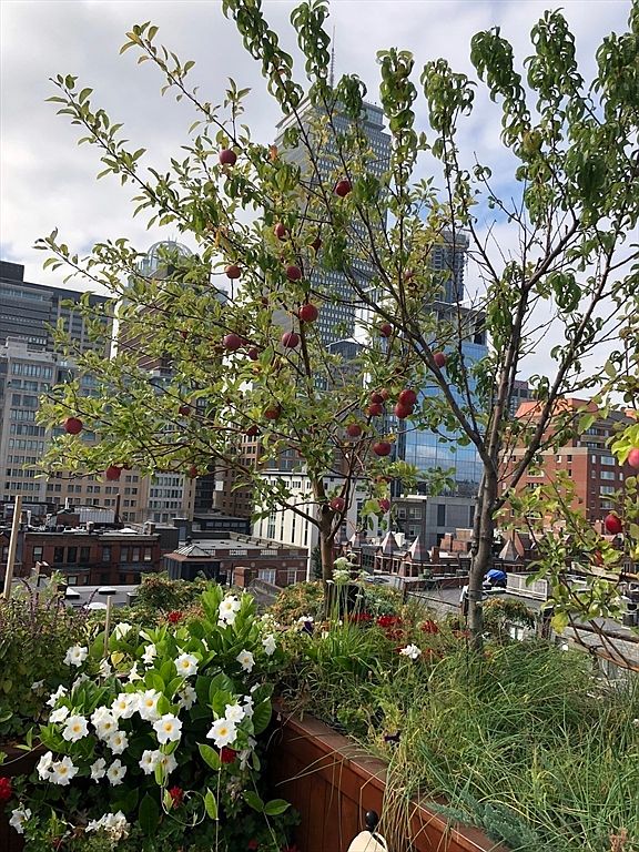 This rooftop garden offers a lush, elevated oasis set against a backdrop of urban high-rise buildings. The space features a wooden planter box filled with vibrant white flowering vines and tall grasses, alongside a small fruit tree laden with red apples. The perspective captures a unique blend of nature and city architecture, highlighting a serene outdoor retreat in a dense metropolitan environment.