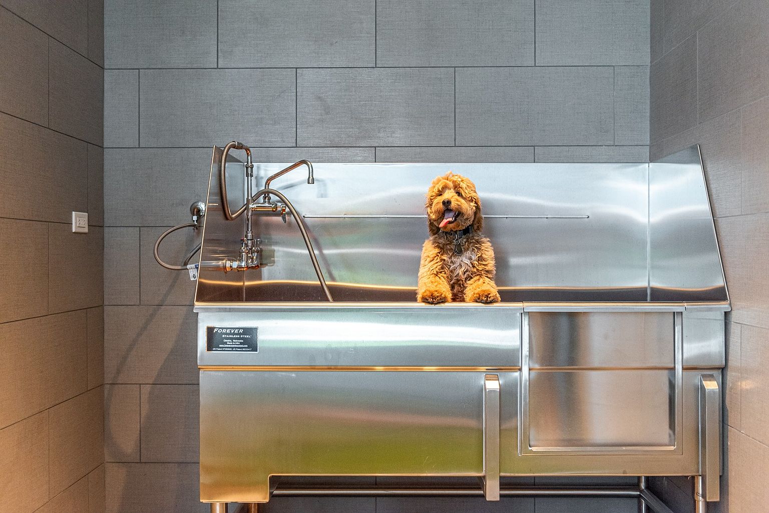 This image features a professional-grade stainless steel pet washing station, commonly found in modern apartment community amenities. The station includes a built-in faucet and sprayer, set against a backdrop of large, neutral-toned rectangular wall tiles. A small, fluffy dog sits happily in the center of the basin, adding a welcoming and functional touch to this pet-friendly facility.