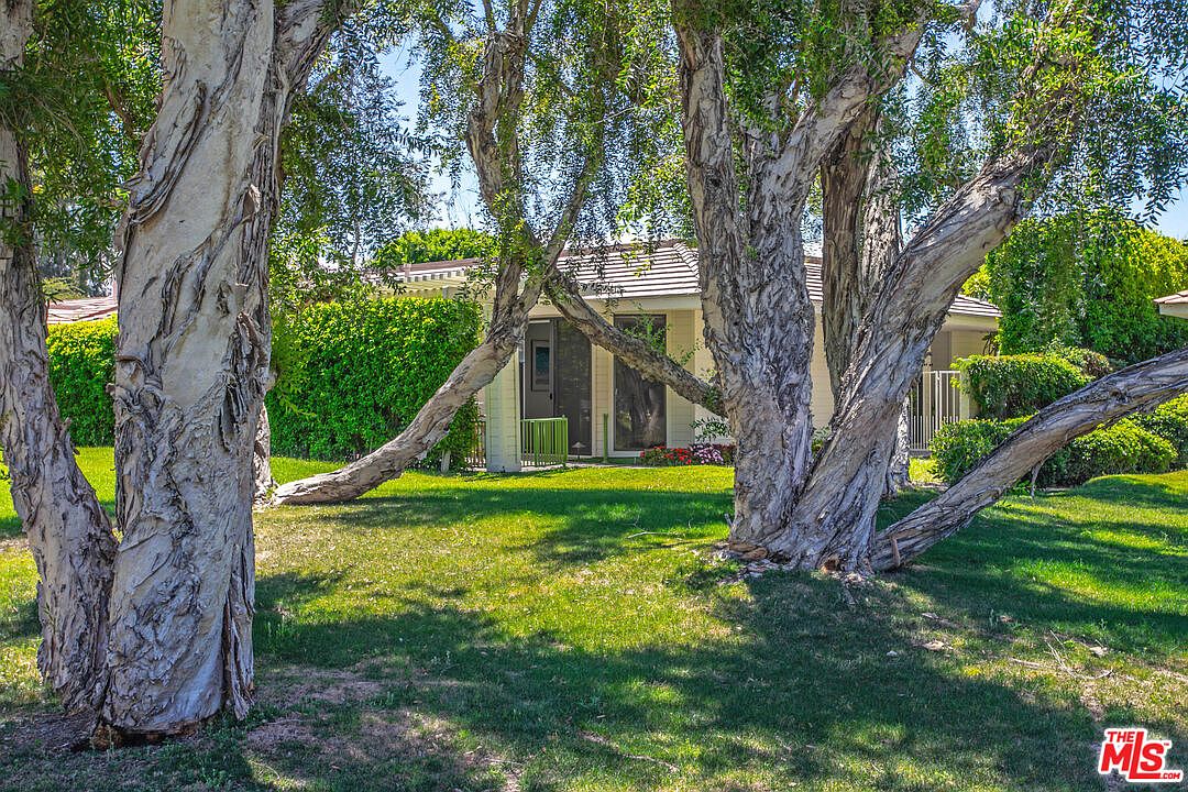 This image captures a lush, grassy backyard area framed by several mature, textured trees with light-colored bark. In the background, a single-story home with a neutral-toned exterior and a tiled roof is partially visible behind a dense, manicured green hedge. The scene is bathed in bright, natural sunlight, creating a peaceful and private outdoor setting.