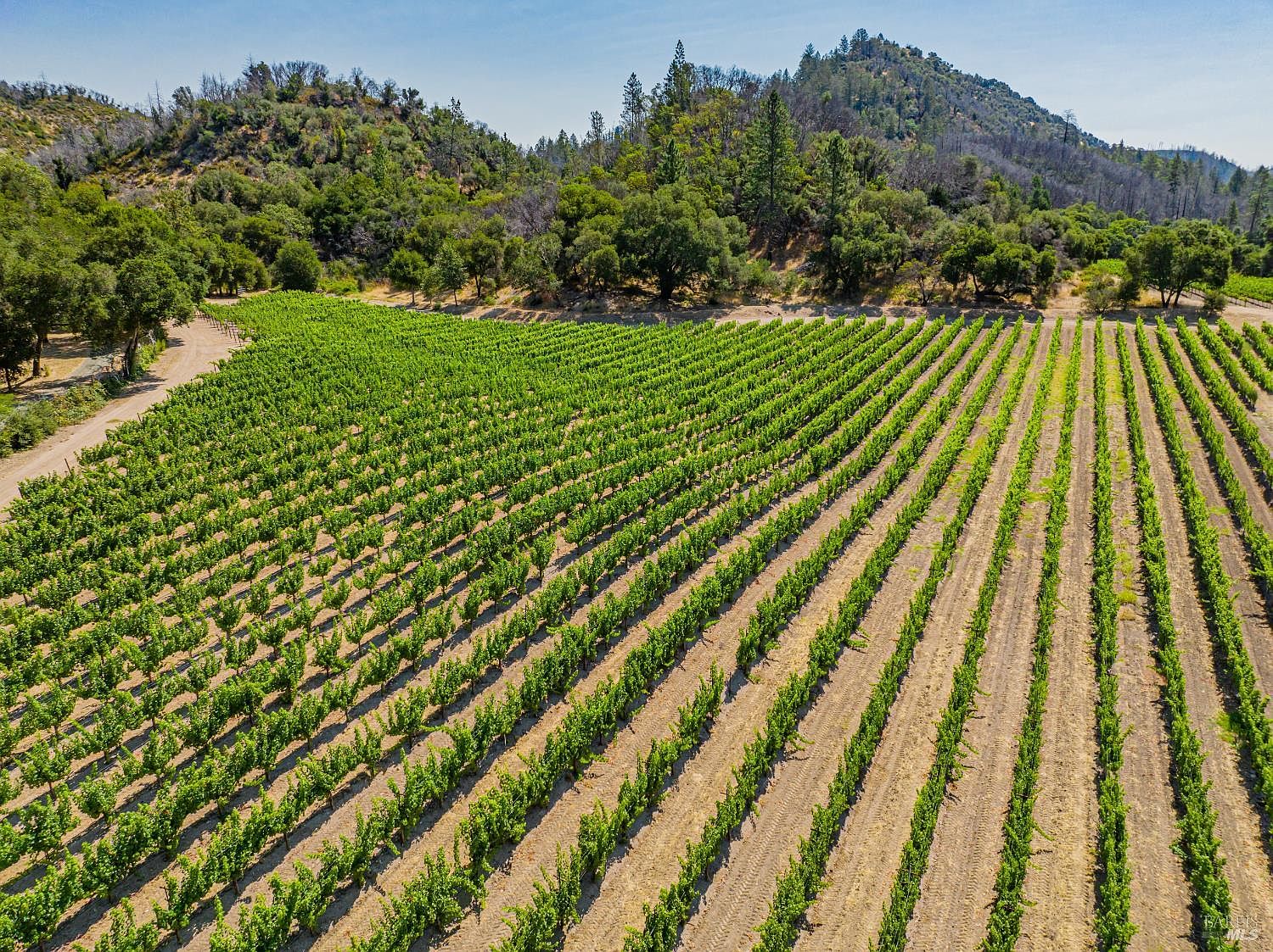 This high-angle aerial view captures a sprawling, well-maintained vineyard set against a backdrop of rolling, tree-covered hills. The orderly rows of grapevines stretch across the landscape, leading the eye toward the dense forest and clear blue sky in the distance. The scene conveys a sense of agricultural beauty, tranquility, and expansive rural living.