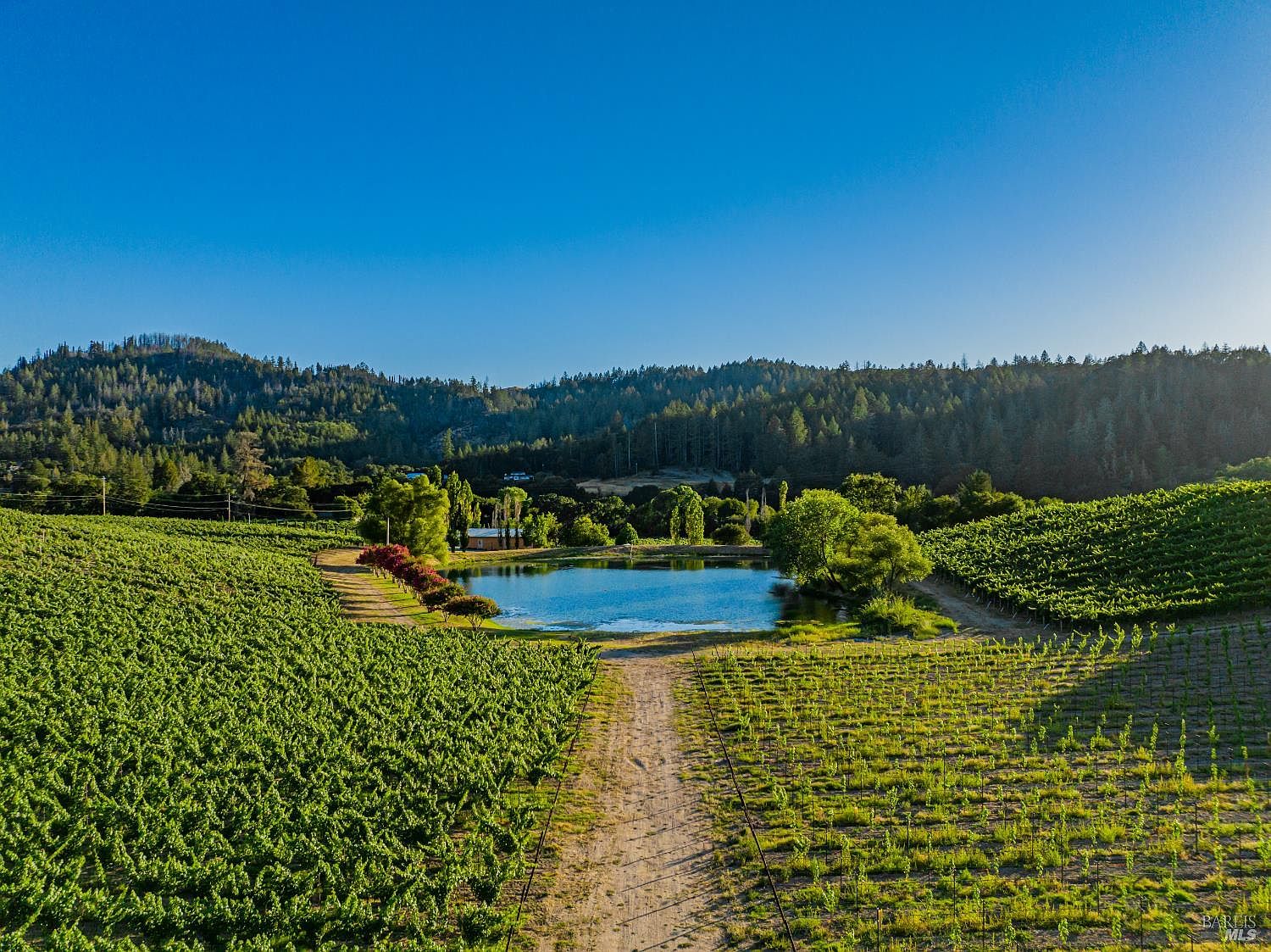 This stunning aerial view captures a sprawling vineyard landscape featuring rows of lush green grapevines flanking a central dirt path that leads to a serene, reflective pond. In the background, a dense forest of evergreen trees climbs the rolling hills under a clear, bright blue sky, creating a peaceful and picturesque rural setting. The composition highlights the expansive nature of the property, emphasizing its agricultural beauty and tranquil atmosphere.