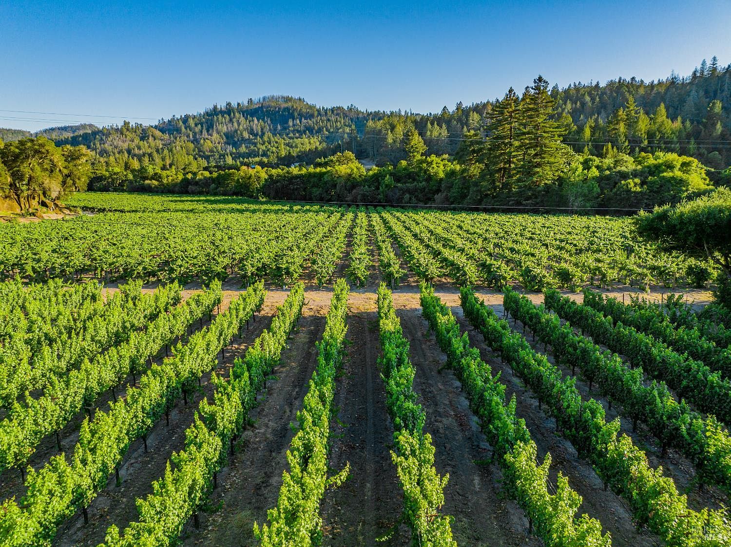 This aerial perspective captures a sprawling, meticulously maintained vineyard with long, uniform rows of lush green grapevines stretching toward a dense, forested hillside. The scene is bathed in clear, bright daylight, highlighting the rich textures of the soil and foliage. It offers a serene and expansive view of the property's agricultural landscape, suggesting a peaceful and productive rural setting.