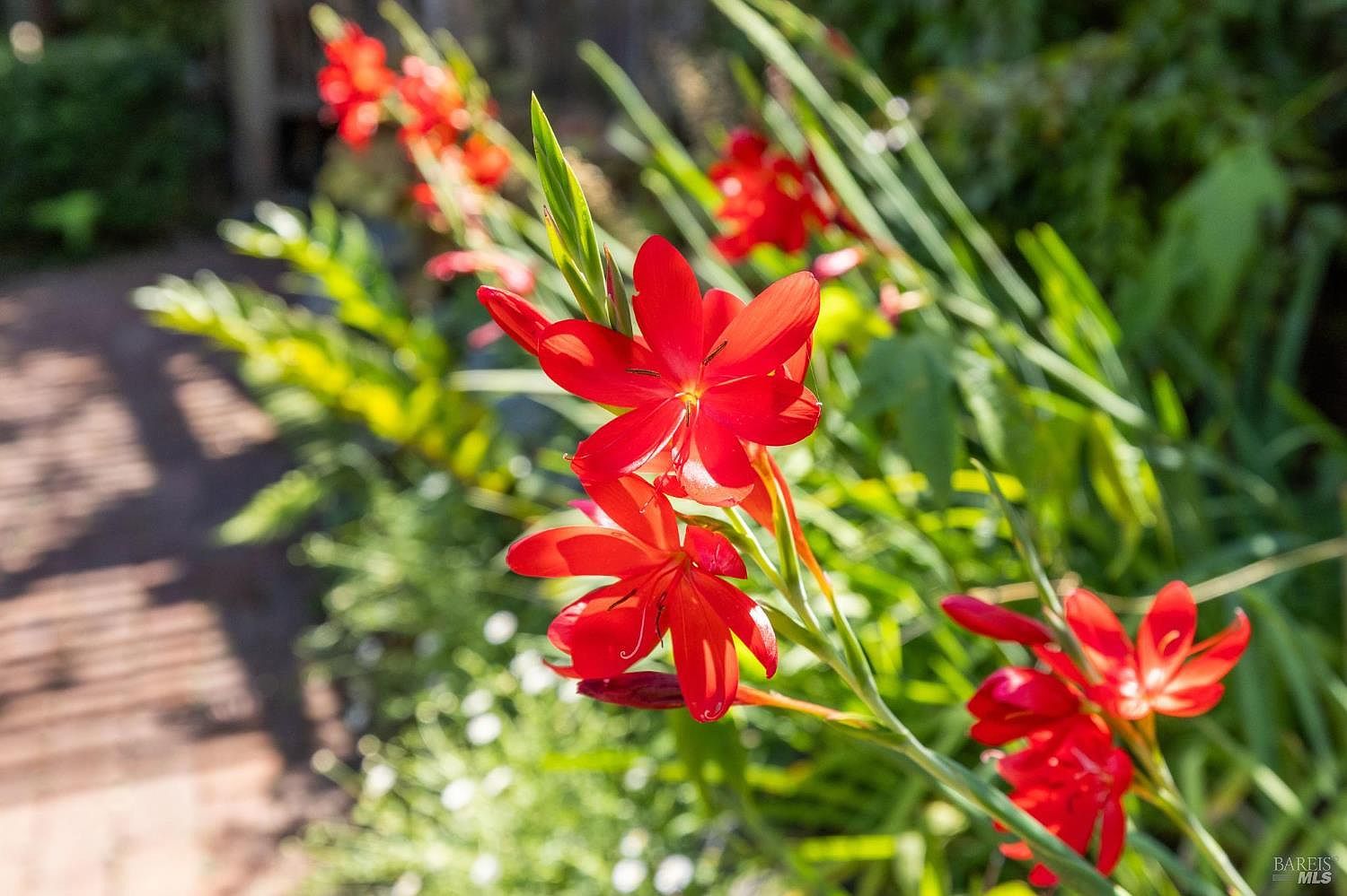 The image showcases a vibrant garden scene, dominated by bright red flowers with delicate petals and slender green stems. The flowers are set against a backdrop of lush greenery, including various plants and foliage, creating a lively and inviting atmosphere. A glimpse of a brick pathway adds a touch of structure and suggests a well-maintained outdoor space.