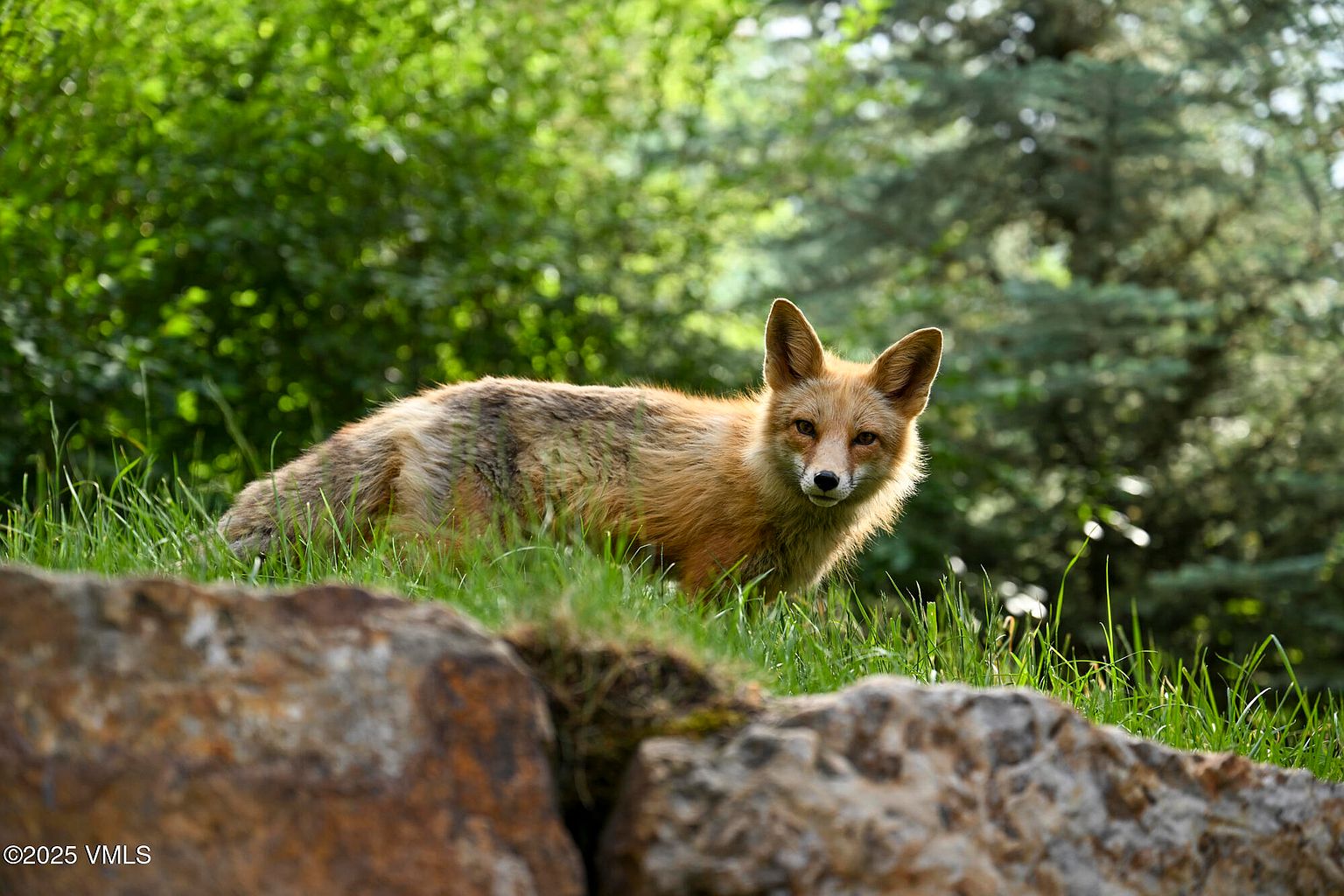 The image showcases a serene yard or garden setting, featuring a fox as the focal point. The fox is positioned amidst lush green grass and is framed by natural rock formations in the foreground. The background consists of verdant trees and foliage, creating a peaceful and natural ambiance.
