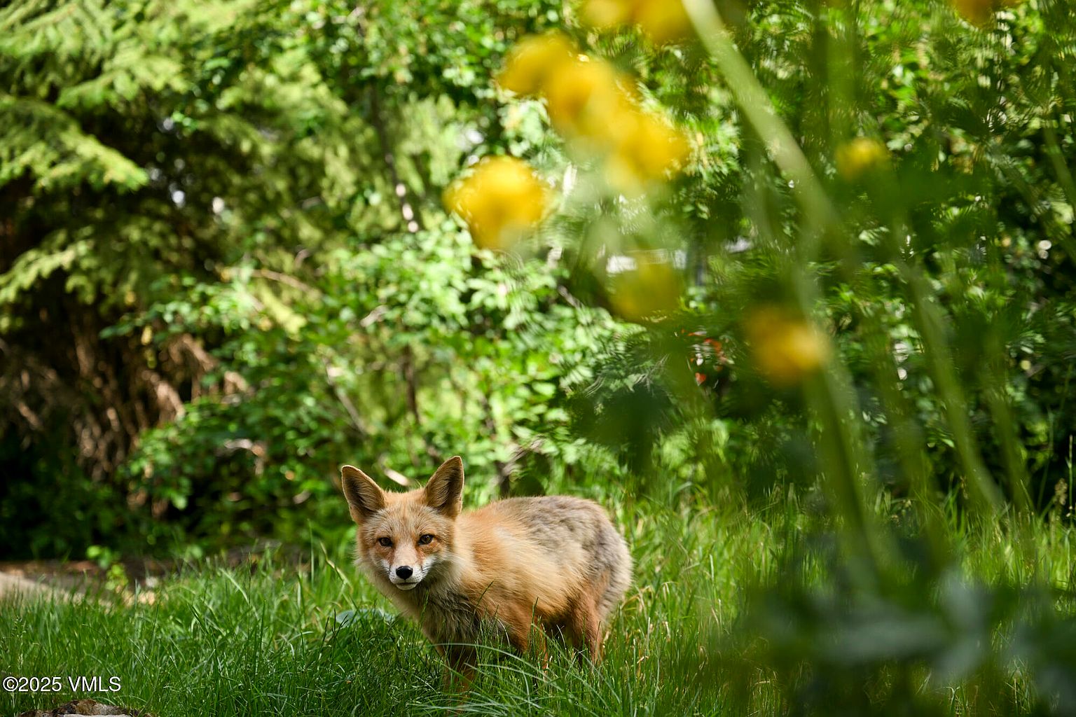 This image showcases a lush yard or garden area, featuring a fox standing amidst tall green grass and foliage. The background is filled with dense trees and greenery, creating a natural and serene environment. The presence of the fox adds a unique and charming element to the outdoor space, suggesting a connection to nature.