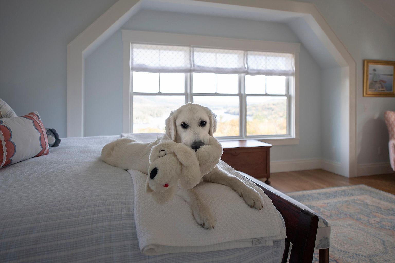 A cozy bedroom scene features a light-colored dog resting on a bed with a white textured coverlet and patterned accent pillows. The room is bathed in natural light from a large, multi-pane window that offers a scenic view of the outdoors. The space is characterized by soft blue walls and warm wood flooring, creating a serene and inviting atmosphere.