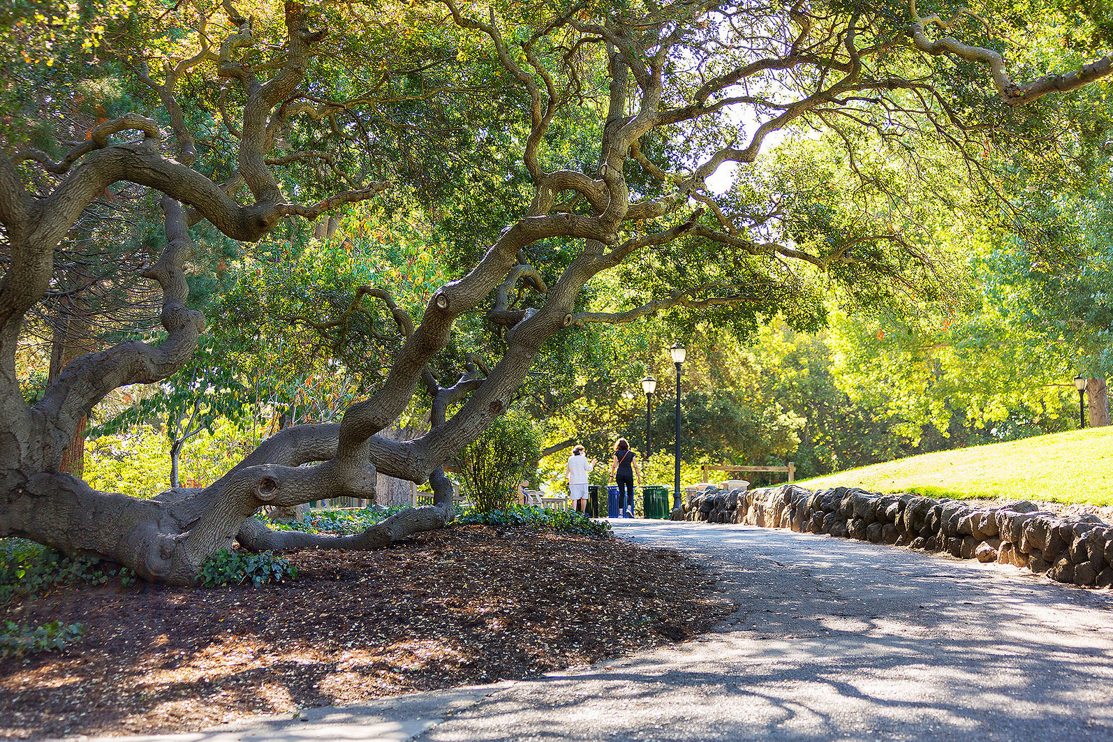 This image showcases a serene yard or garden setting, featuring a large, mature tree with uniquely shaped branches as a focal point. A paved pathway meanders through the area, lined with a low stone wall and lush green grass. The scene evokes a sense of tranquility and natural beauty, highlighting the property's outdoor appeal for potential buyers.