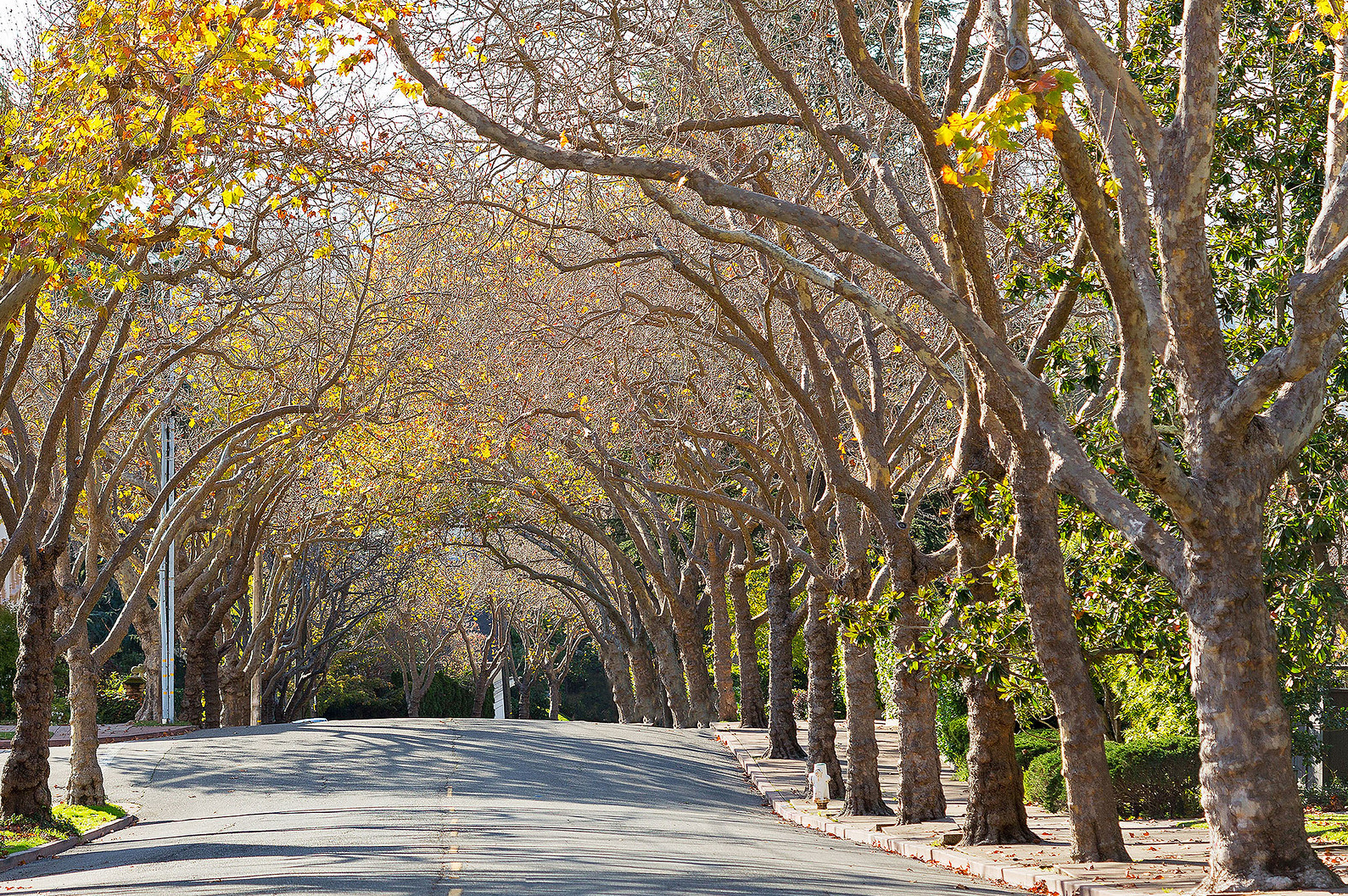 This image showcases a picturesque street lined with mature trees, creating a canopy effect. The trees are mostly bare, with some retaining autumn-colored leaves, adding seasonal interest. A paved road runs through the center, enhancing the property's appeal and highlighting its natural surroundings.