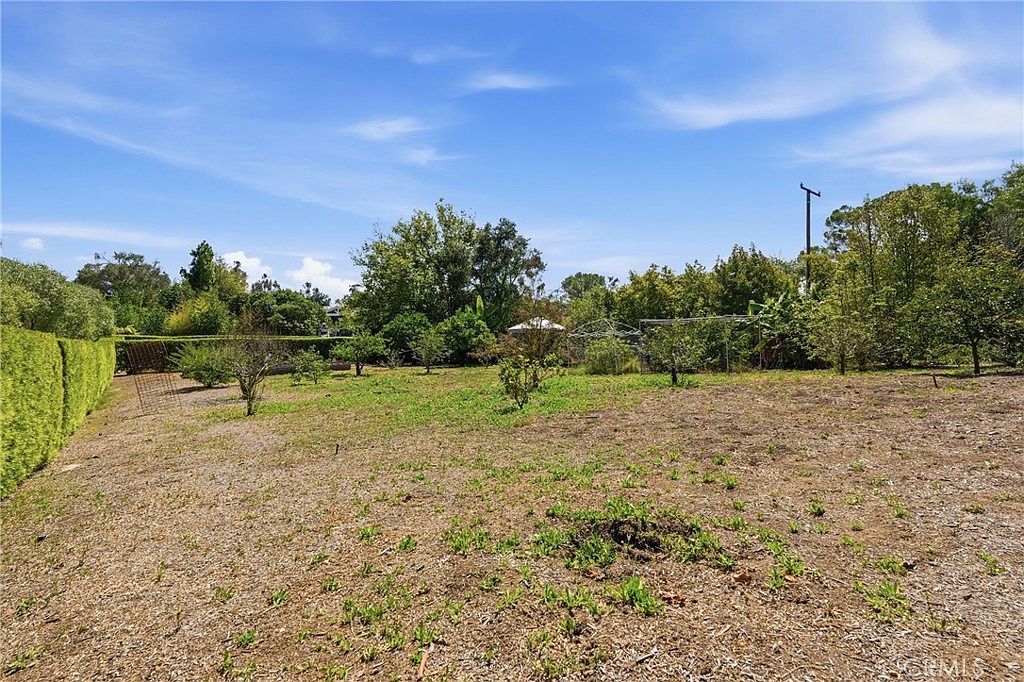 This image captures a spacious, sun-drenched backyard featuring a large, open area of dry, patchy grass and scattered small trees. A tall, manicured green hedge lines the left side of the property, providing privacy, while a dense backdrop of mature trees and foliage defines the rear boundary. The scene is set under a bright blue sky with wispy clouds, offering a sense of potential for landscaping or outdoor recreation.