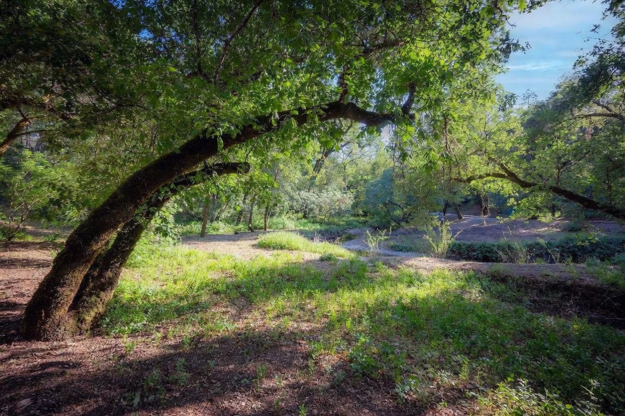 This serene, wooded landscape features a large, mature oak tree with a sweeping branch that frames the view of a gentle, sun-dappled creek bed. The foreground is covered in soft, natural ground cover and dappled sunlight, creating a peaceful and private outdoor setting. The perspective is a wide-angle ground-level shot that emphasizes the natural beauty and expansive feel of the property's grounds.