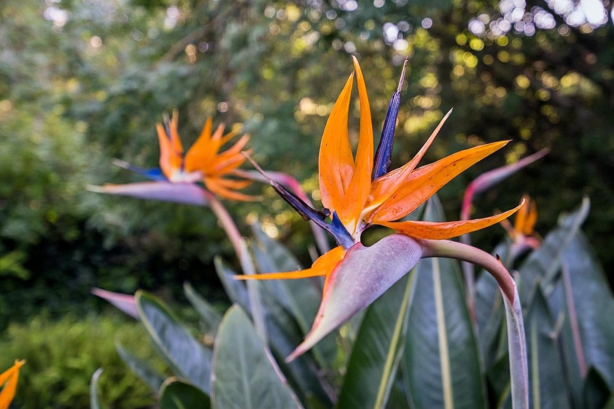 A vibrant, close-up shot of Bird of Paradise flowers in full bloom, showcasing their striking orange and blue petals. The focus is sharp on the foreground blossoms, while the lush green foliage and soft, dappled sunlight create a serene, natural backdrop. This image highlights the well-maintained landscaping and botanical beauty of the property's outdoor space.