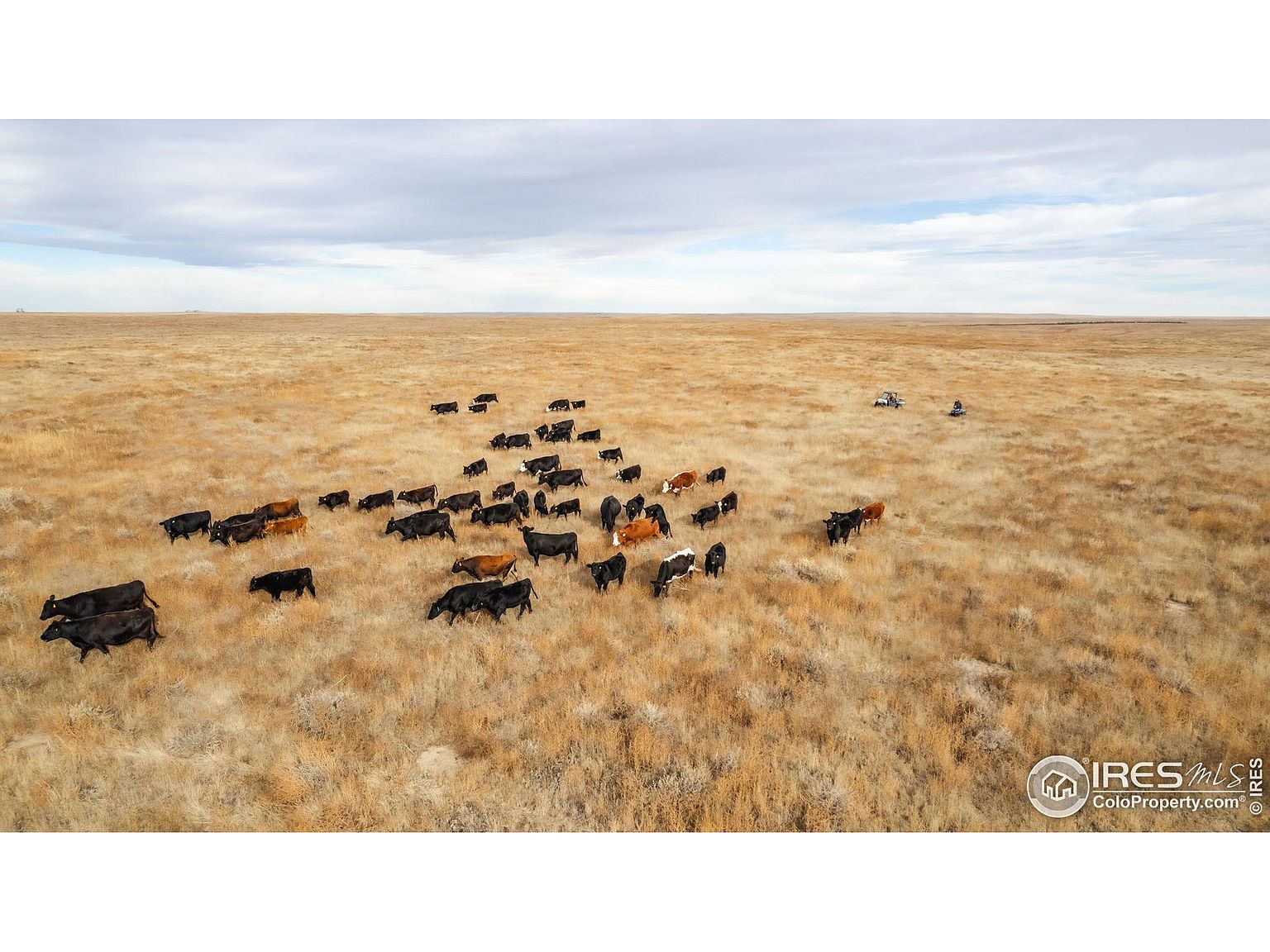 This aerial shot showcases a vast, open range with grazing cattle. The landscape is predominantly dry grassland under a partly cloudy sky, conveying a sense of spaciousness and rural tranquility. In the distance, a vehicle and a person can be seen, suggesting human activity and management of the land.