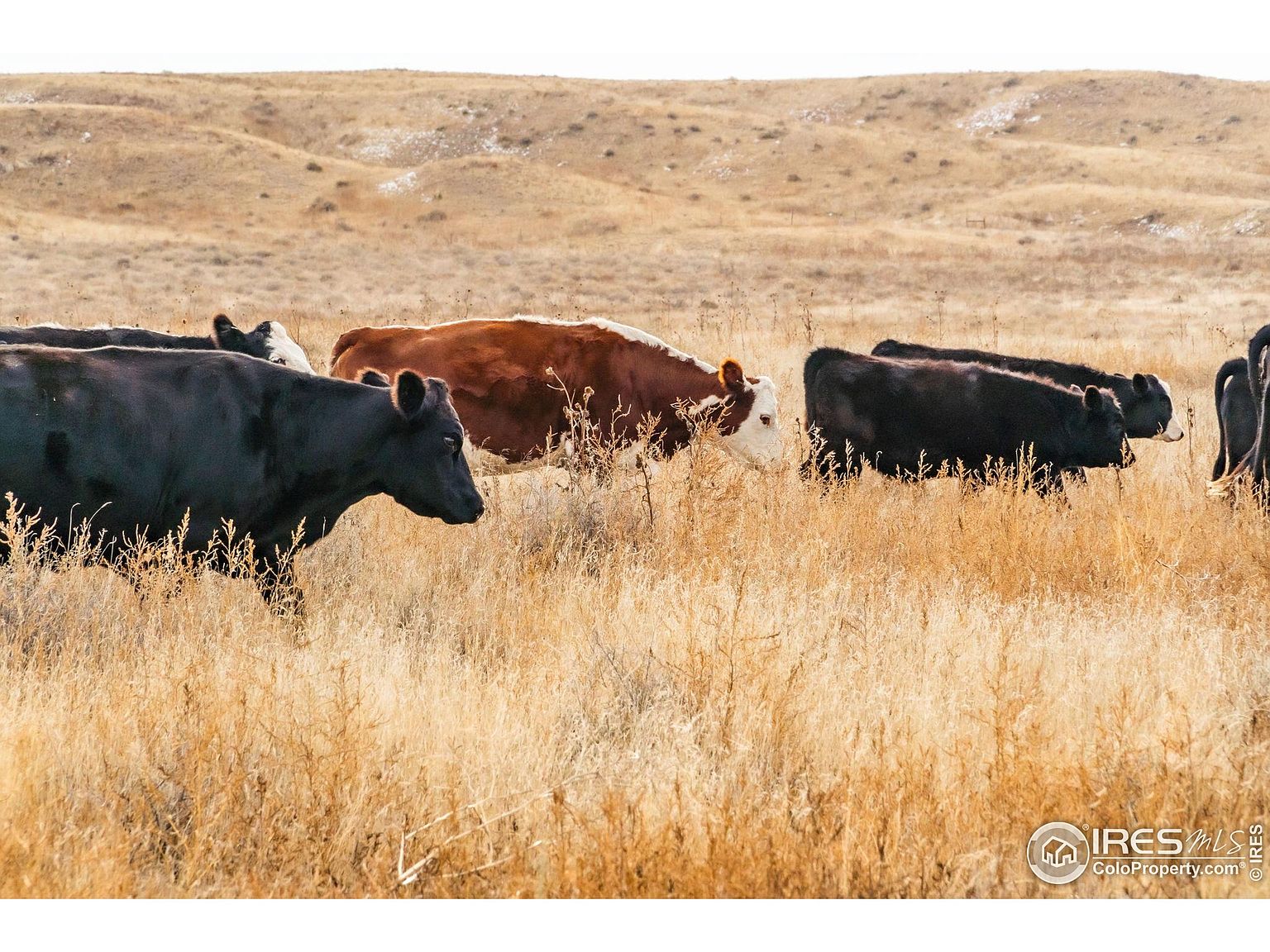 The image showcases a rural landscape with a herd of cattle grazing in a field of dry, golden grass. The background features rolling hills under a clear sky, creating a sense of open space and natural beauty. This scene emphasizes the property's potential for agricultural use or a peaceful, country lifestyle.